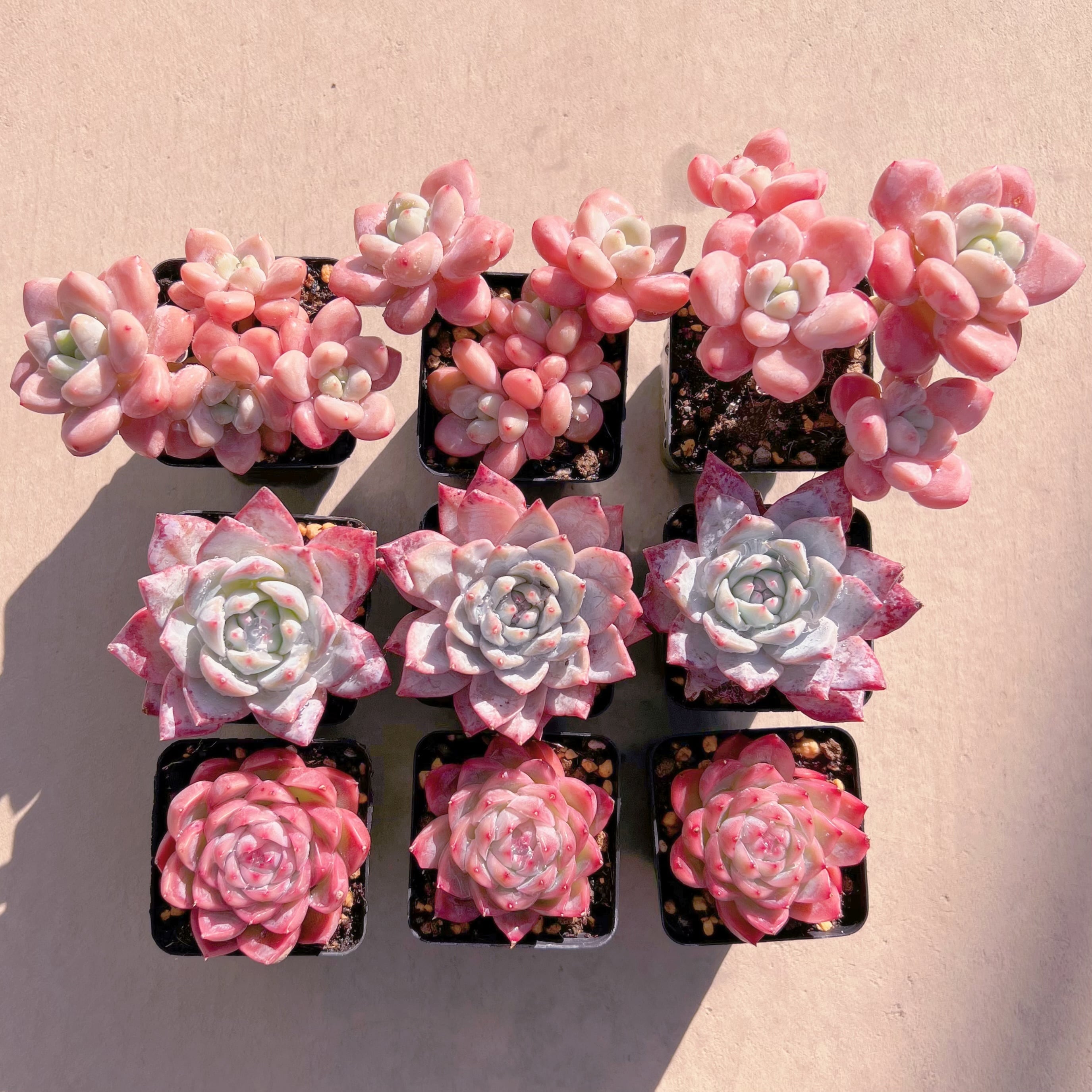 BASE販売会セットM