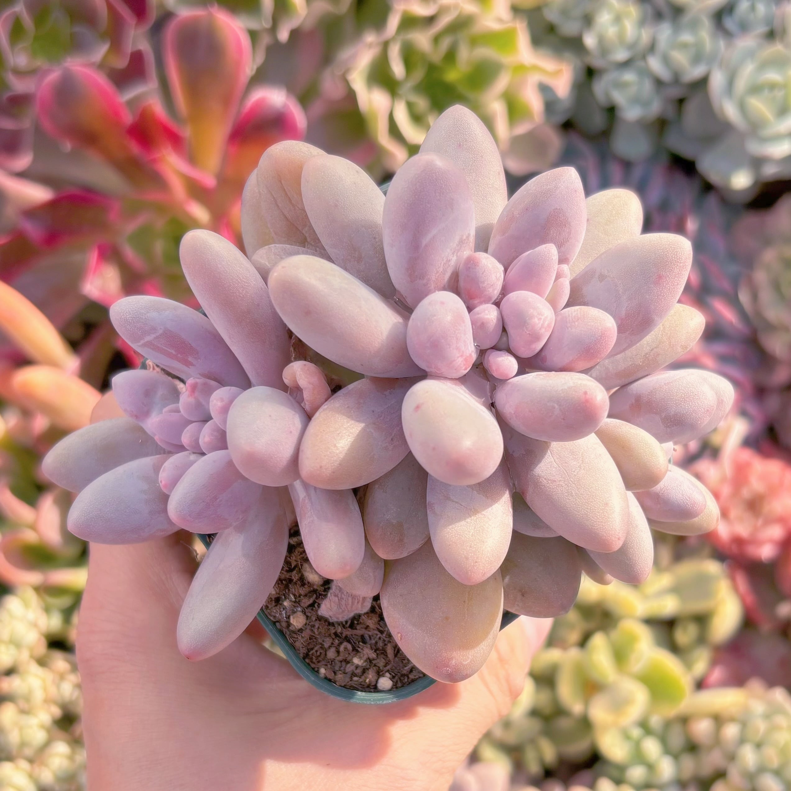 現品　白い恋人#628　群生　るる農園