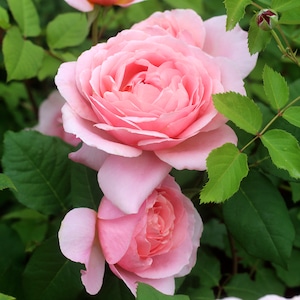 バラ大苗　フランシス・ブレイズ【ギヨー】　＜3月上旬発送商品＞