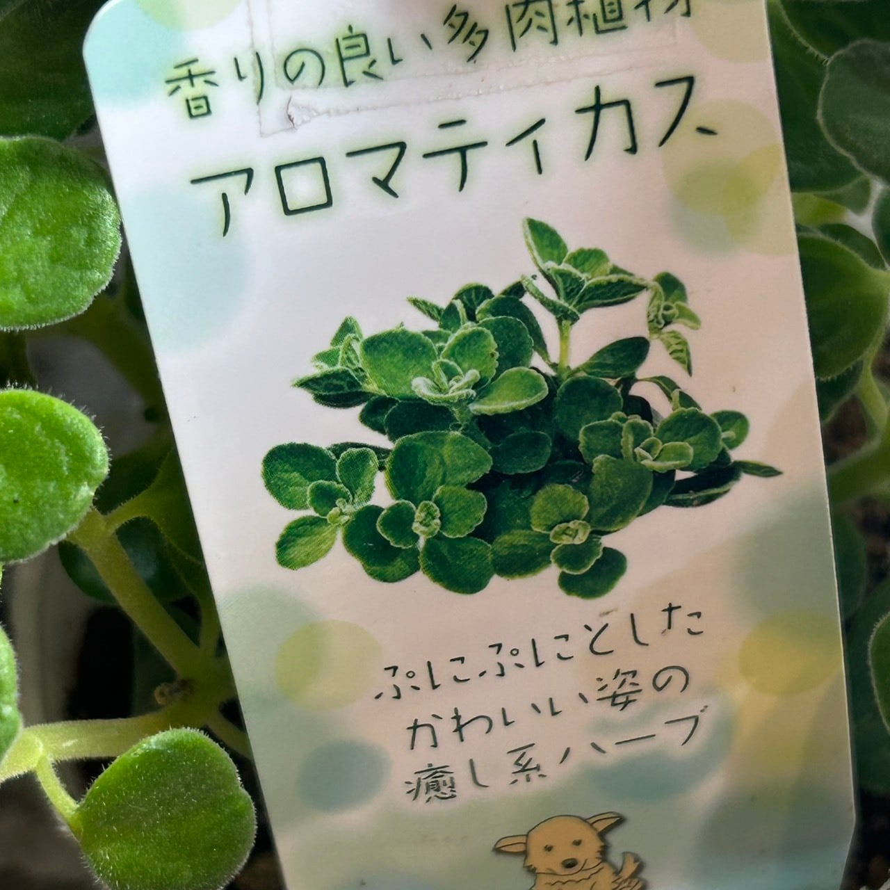 アロマティカス | RuPo 多肉植物専門店