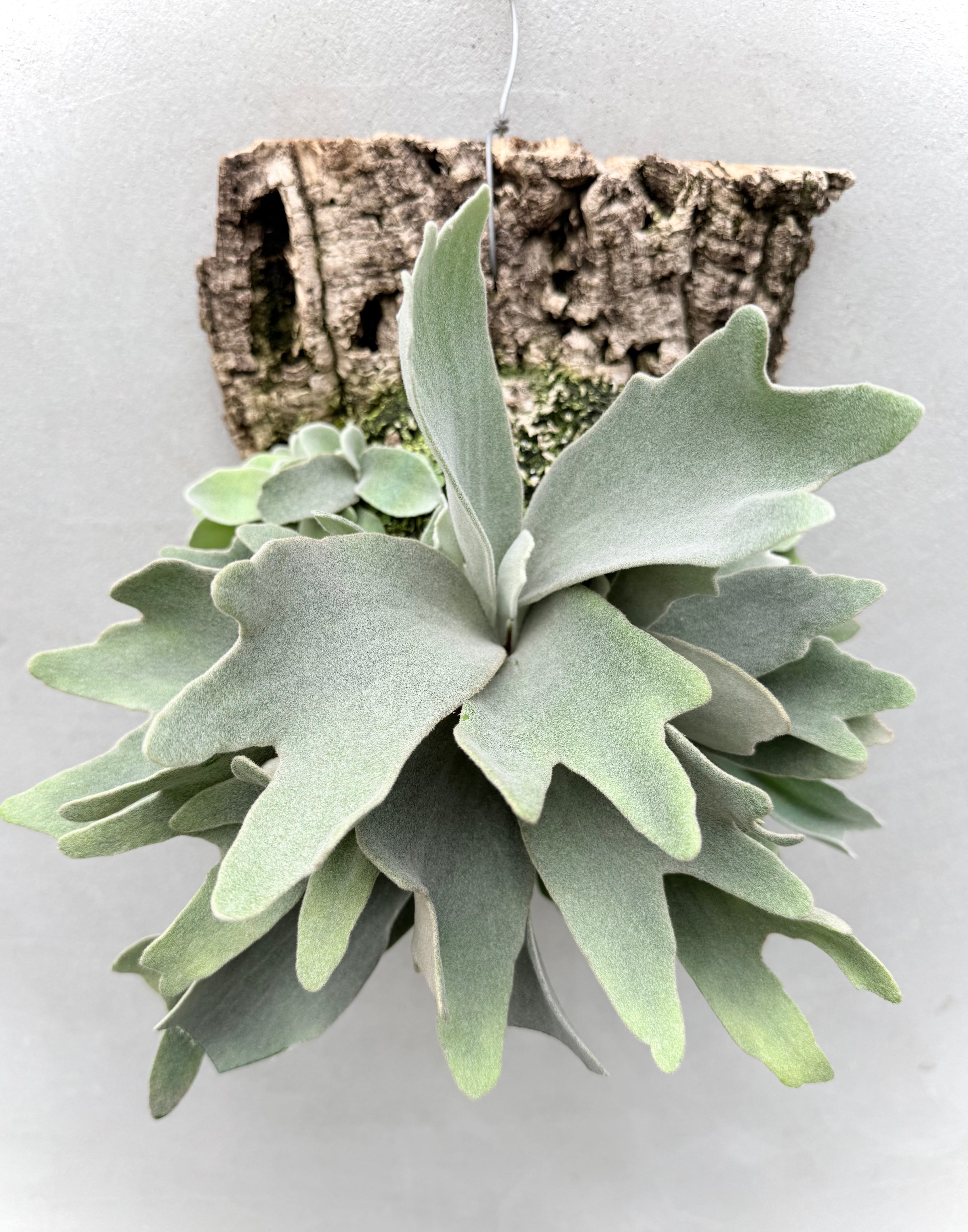 Platycerium_ビカクシダ | vandaka plants