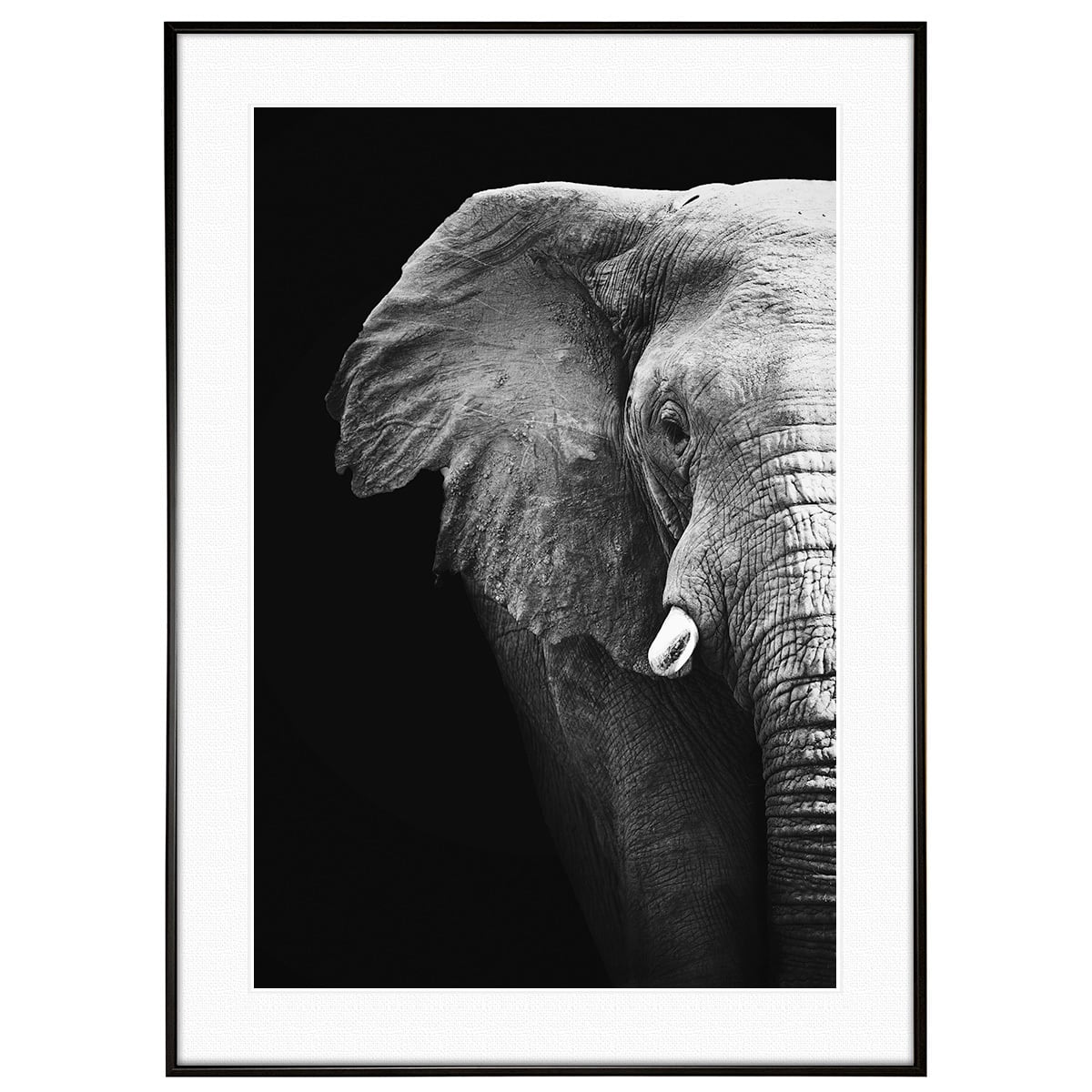 動物写真 象 インテリア モノクロアートポスター額装 AS1303