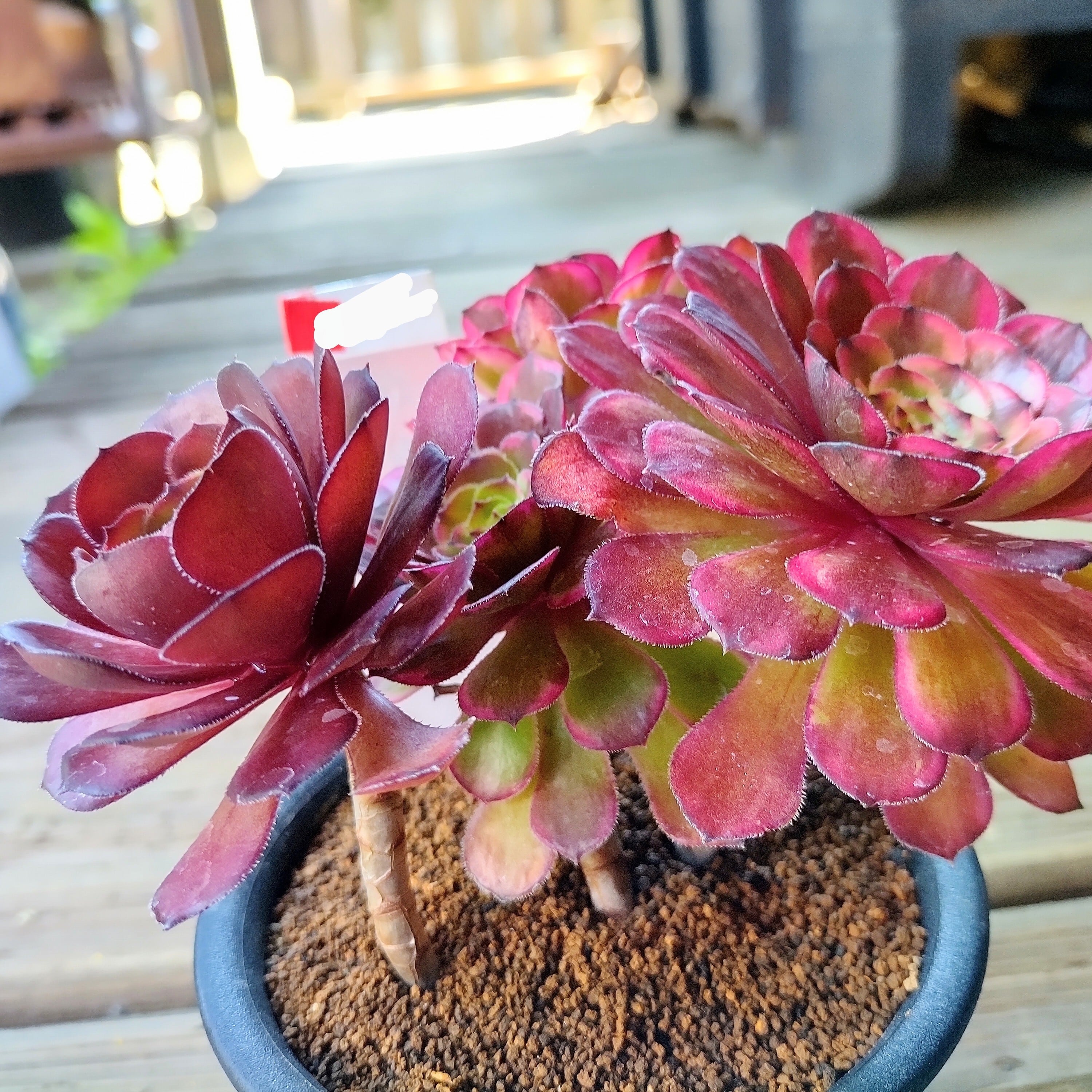 ❤️ 多肉植物❤️アエオニウム錦❤️ グリーン.メデューサ❤ 状態図