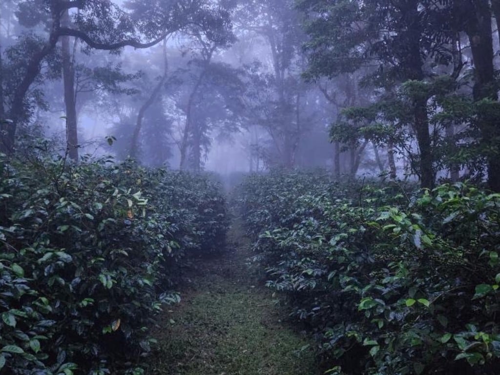 パナマ アブ/Panama Abu GN1880 Natural(17g)販売終了