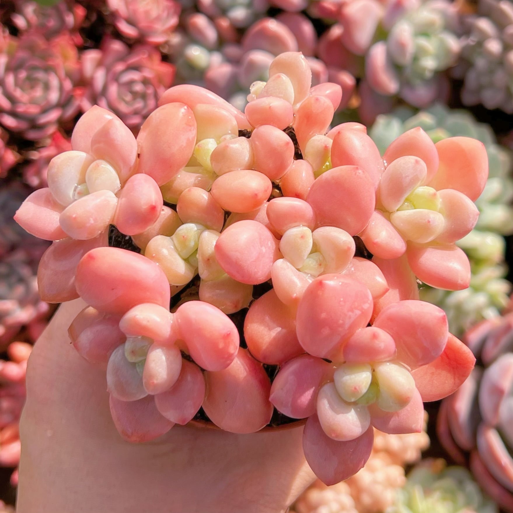 現品　マカロン#255　群生　るる農園