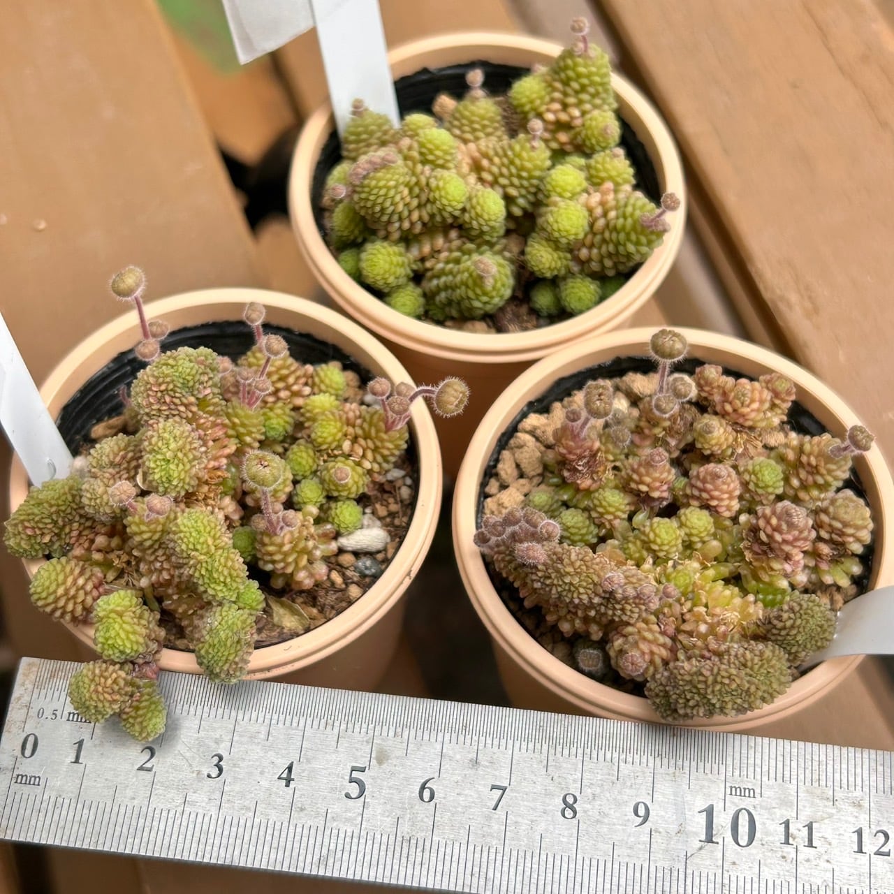 ポリフィラ | RuPo 多肉植物専門店