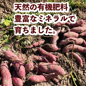 紅あずま　5kg栽培期間中、農薬・化学肥料不使用
