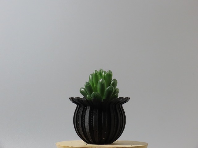ハオルチア　黒ブドウ
