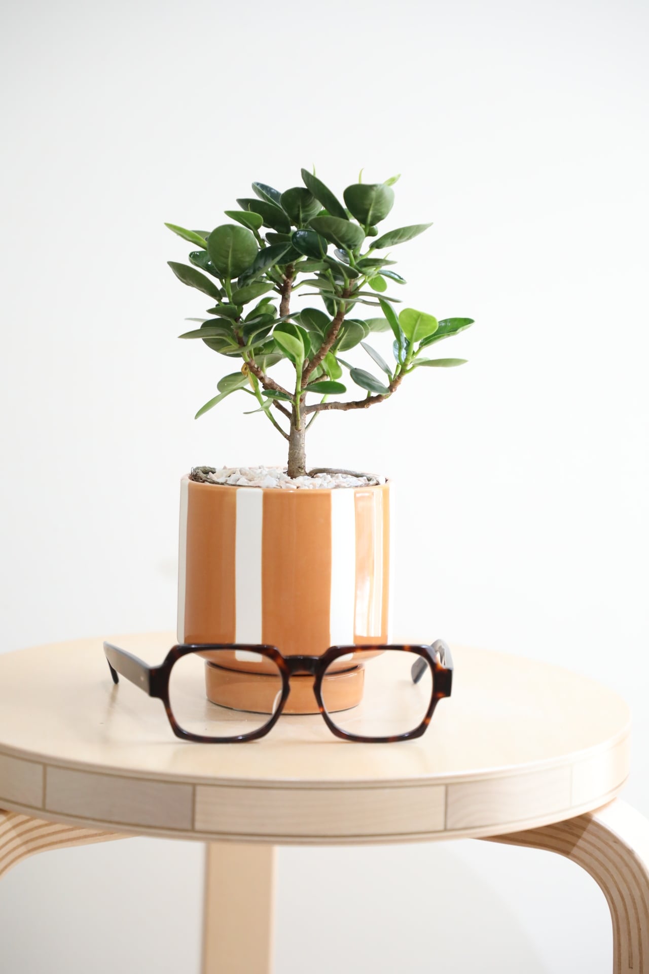 S】パンダガジュマル/Ficus microcarpa | 【厳選植物・器】MIDORI