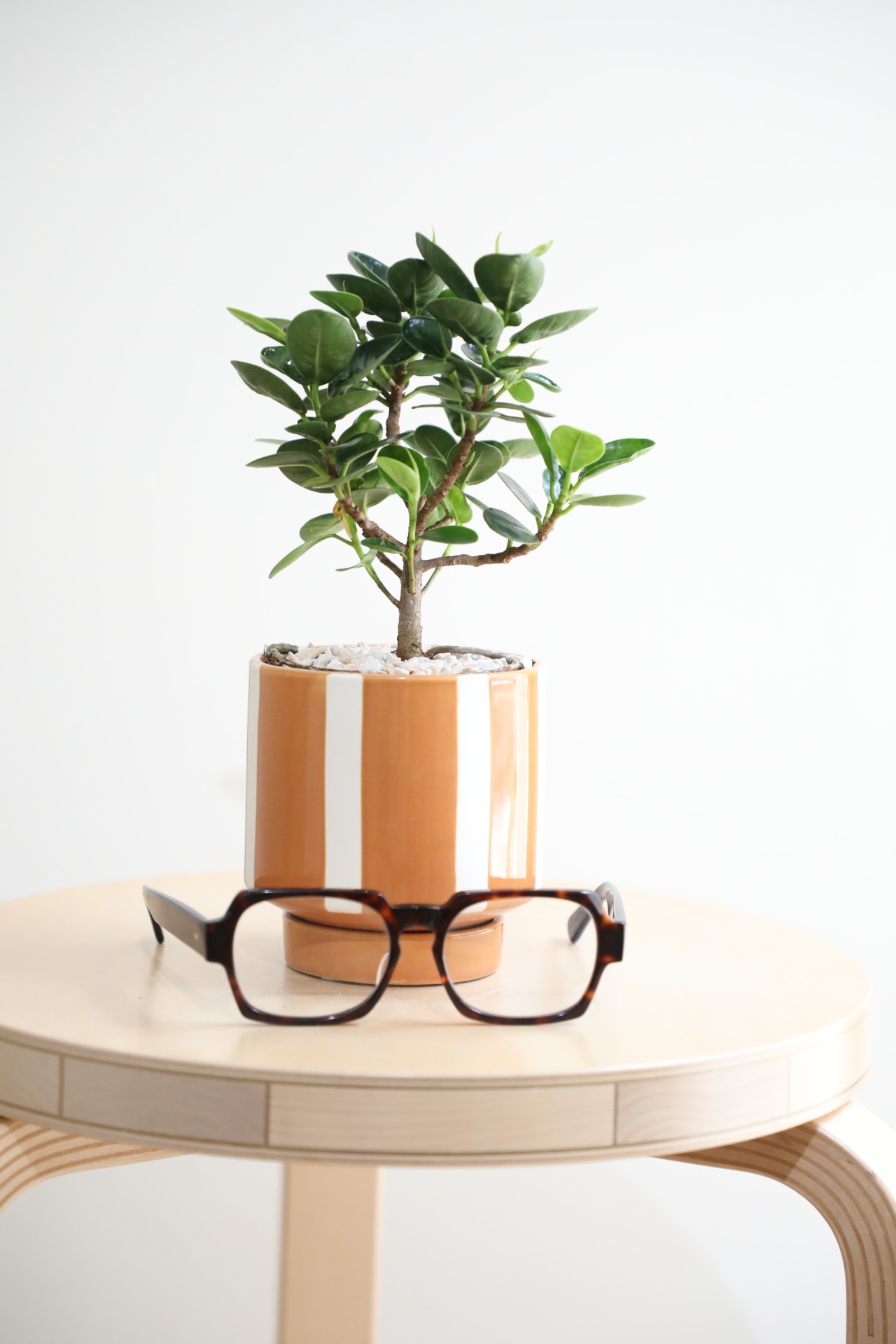 【S】パンダガジュマル/Ficus microcarpa