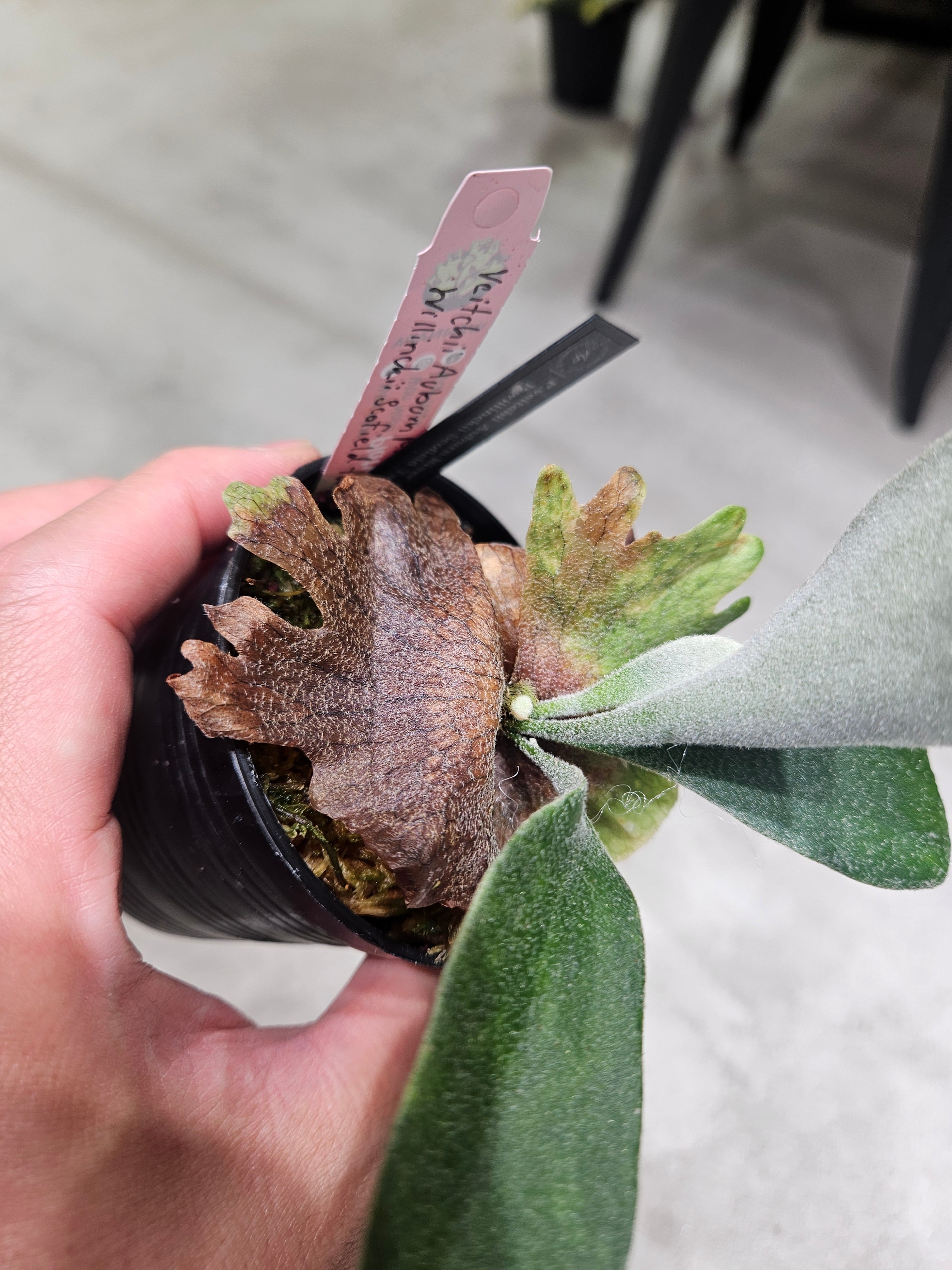 P.willinckii cv. Sailor Saturn【artPLANTs】ビカクシダ/Platycerium