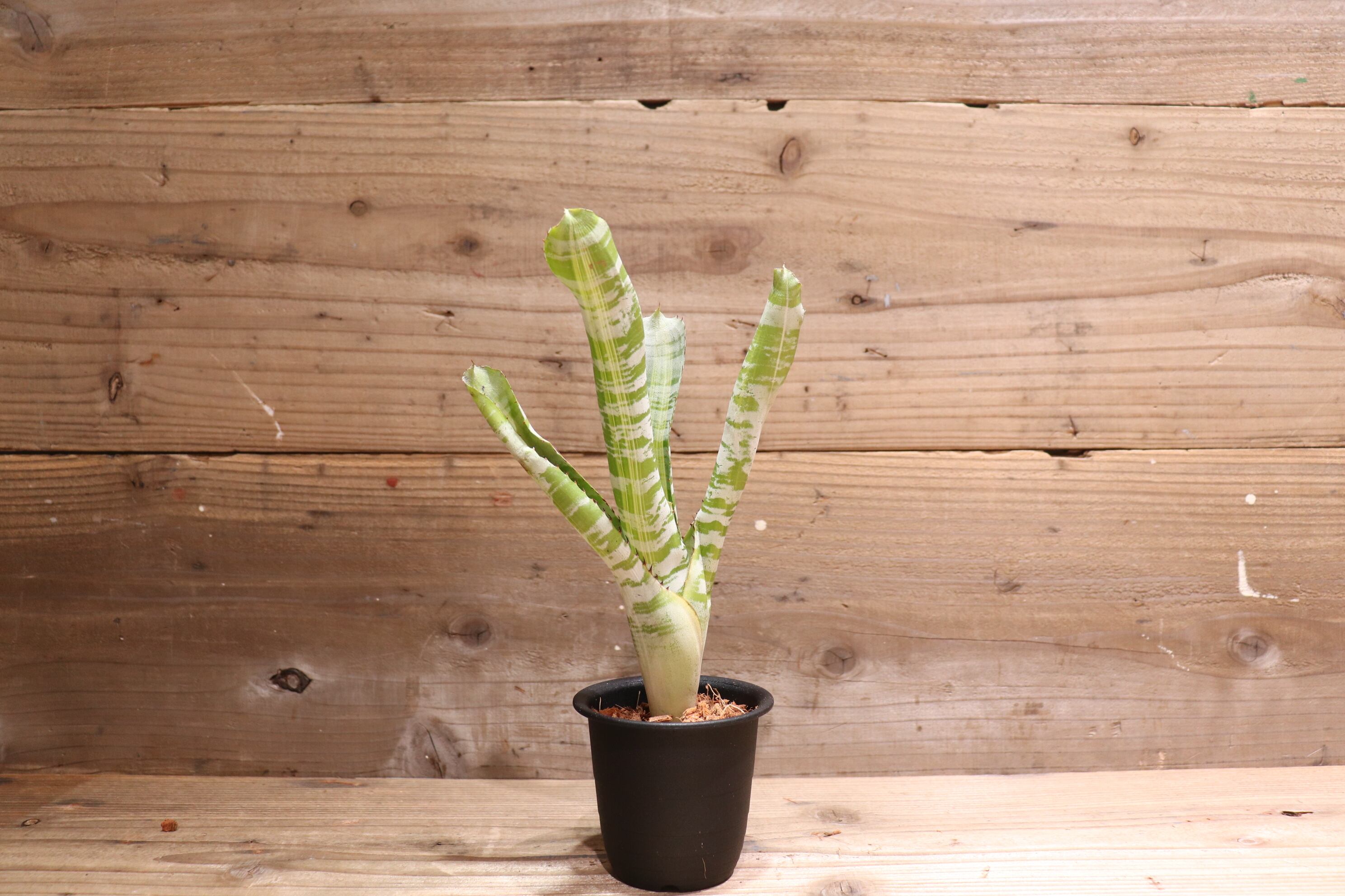 【送料無料】Aechmea 'Vista'〔エクメア〕現品発送A186 送料無料】Aechmea 'Vista'〔エクメア〕現品発送A186 送料無料