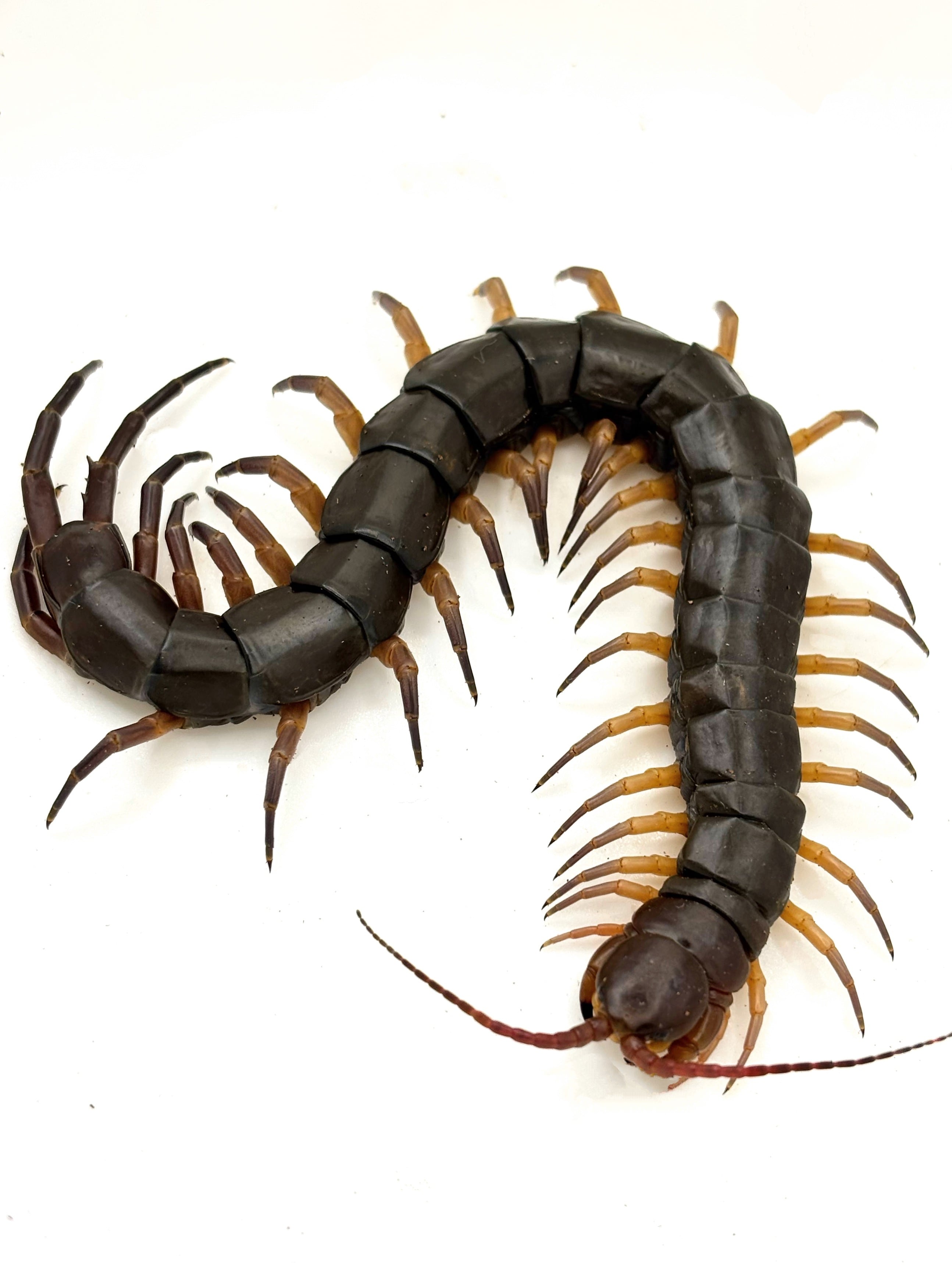 タイブラックチップ Scolopendra dehaani 1匹 | まるころ商店〜まるく