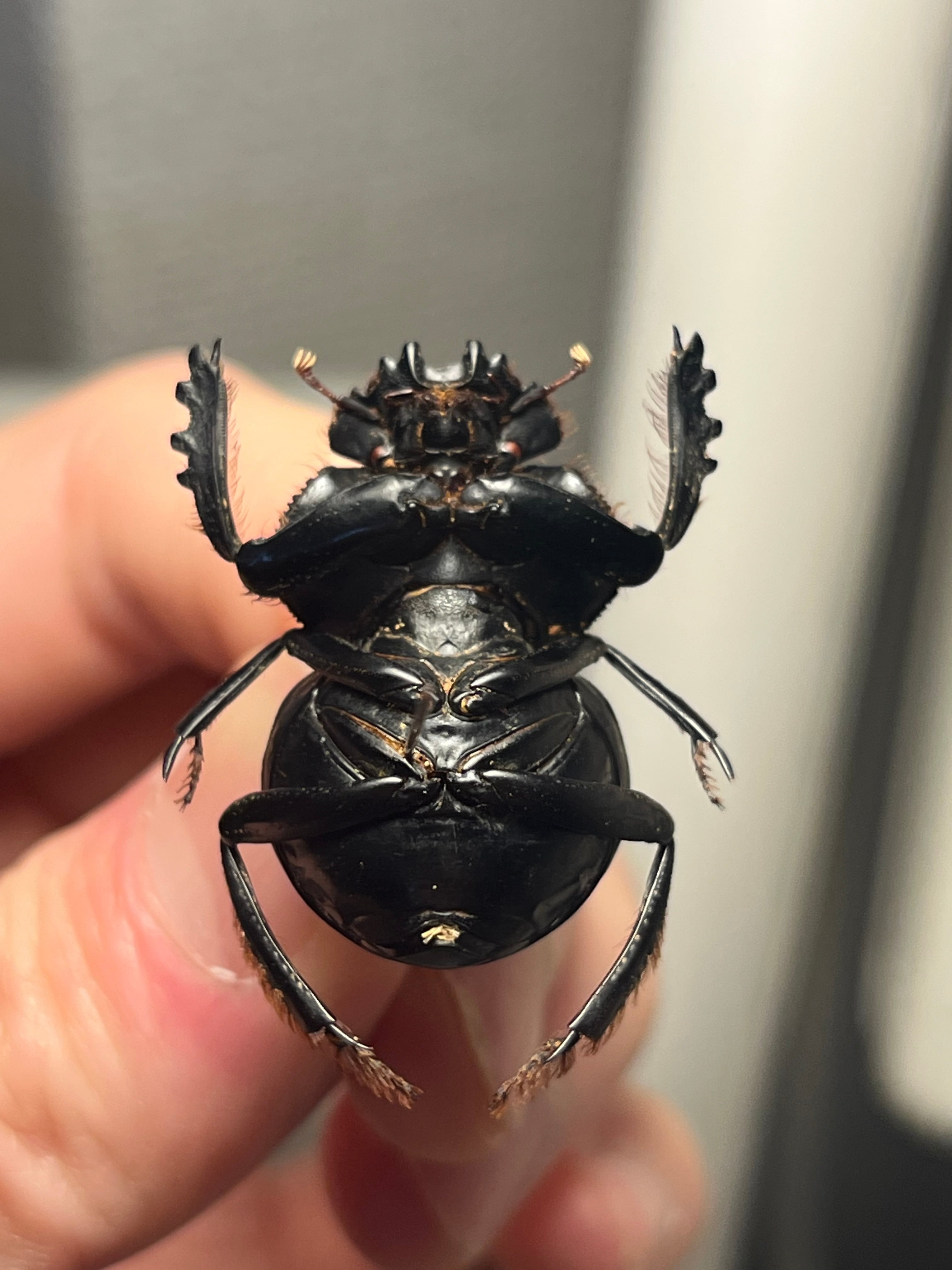 27mm♀】クモガタタマオシコガネに酷似のPachysoma schinzi 糞虫