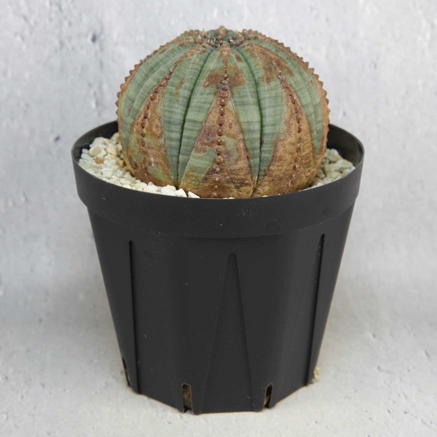 メス株 美模様 まん丸 扁平 オベサ / 良型 木質化 ユーフォルビア