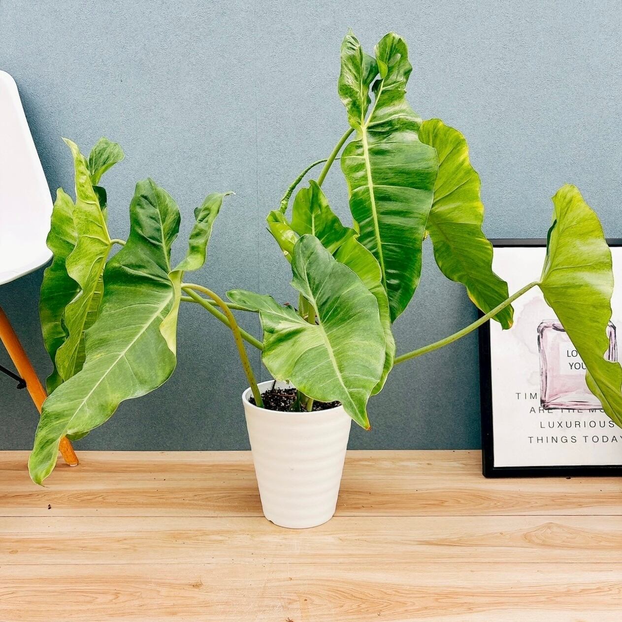 現品］【希少】J ディオーンスピヌロスム 5号 観葉植物 レア