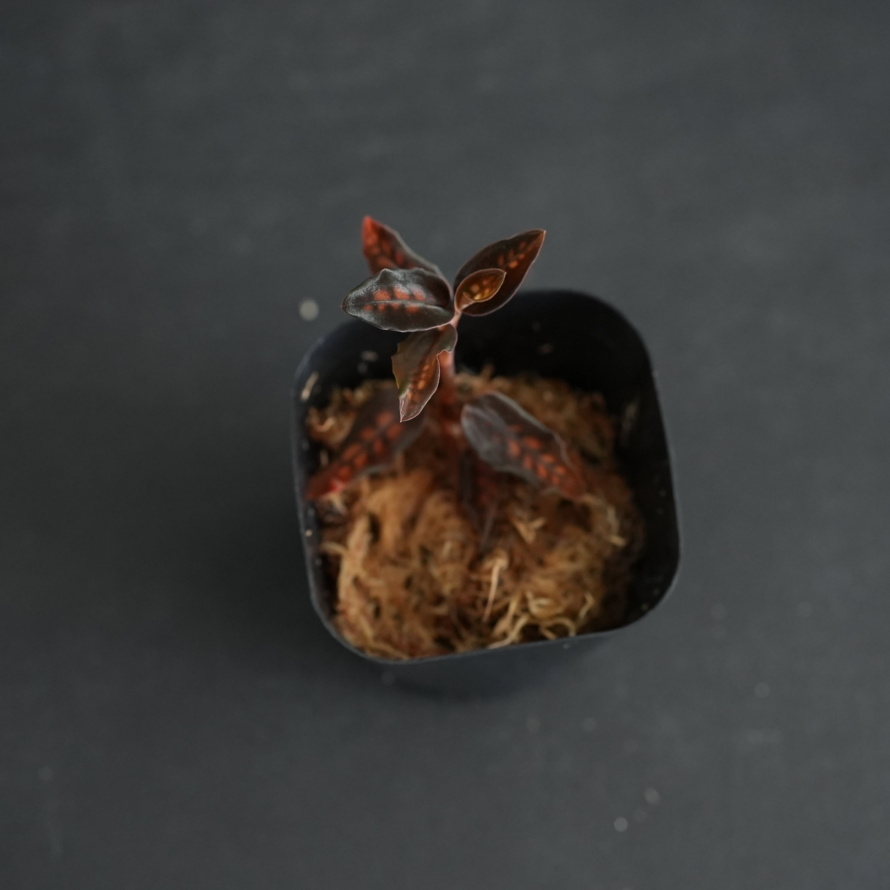 ◇現品◇Cystorchis stenoglossa【ジュエルオーキッド宝石蘭／TheGAKI