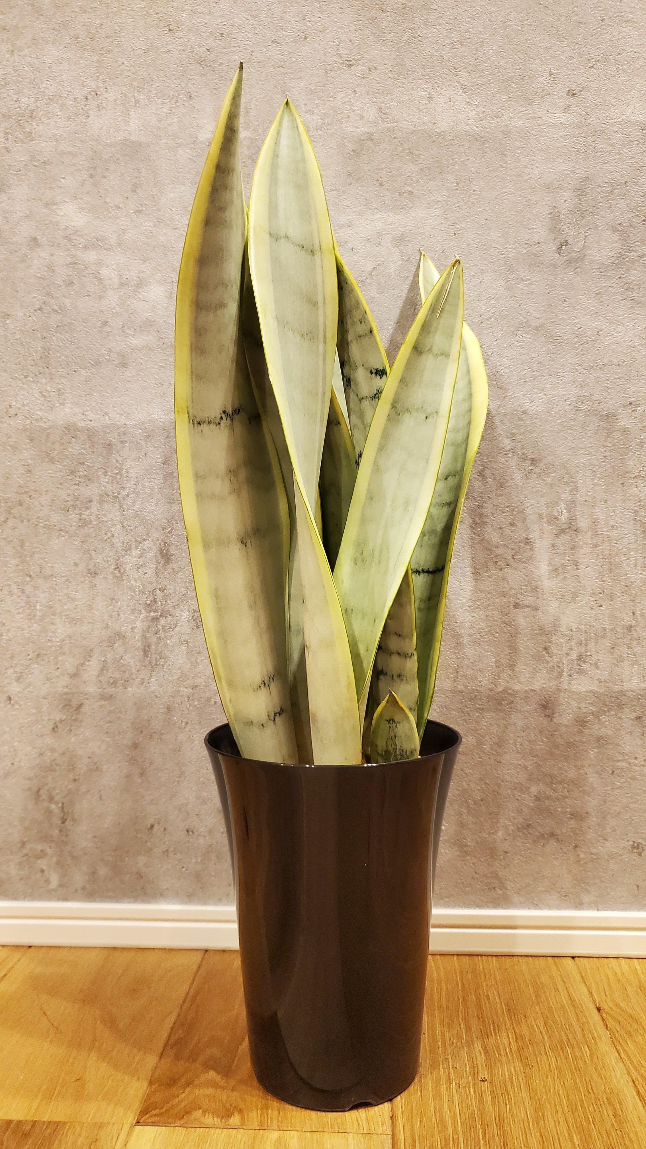 サンスベリア シルバーローレンティー Sansevieria trifasciata Silver Laurentii【artPLANTs