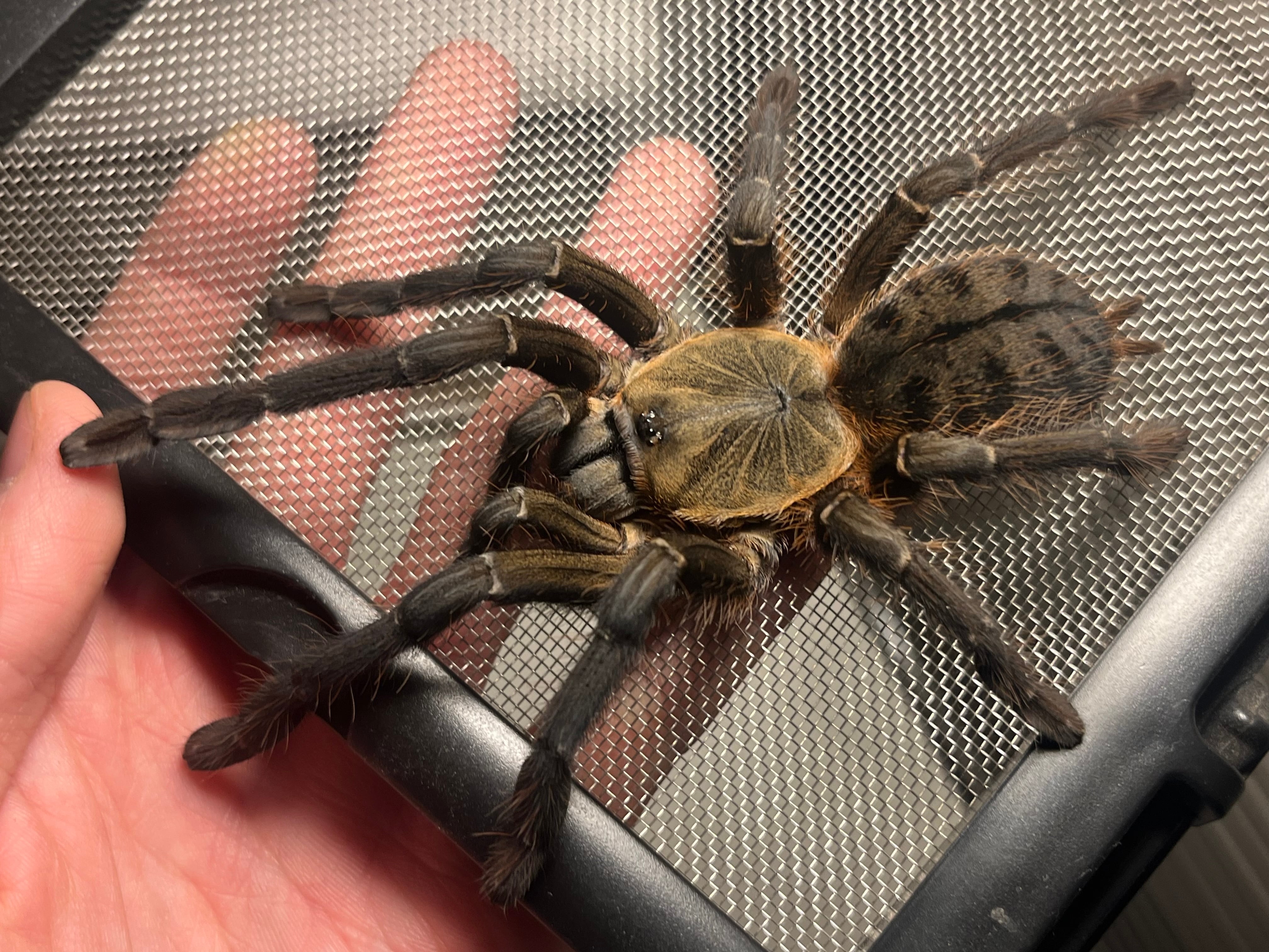 ギネス】ゴライアスバードイータータランチュラ ルブロンオオツチグモ