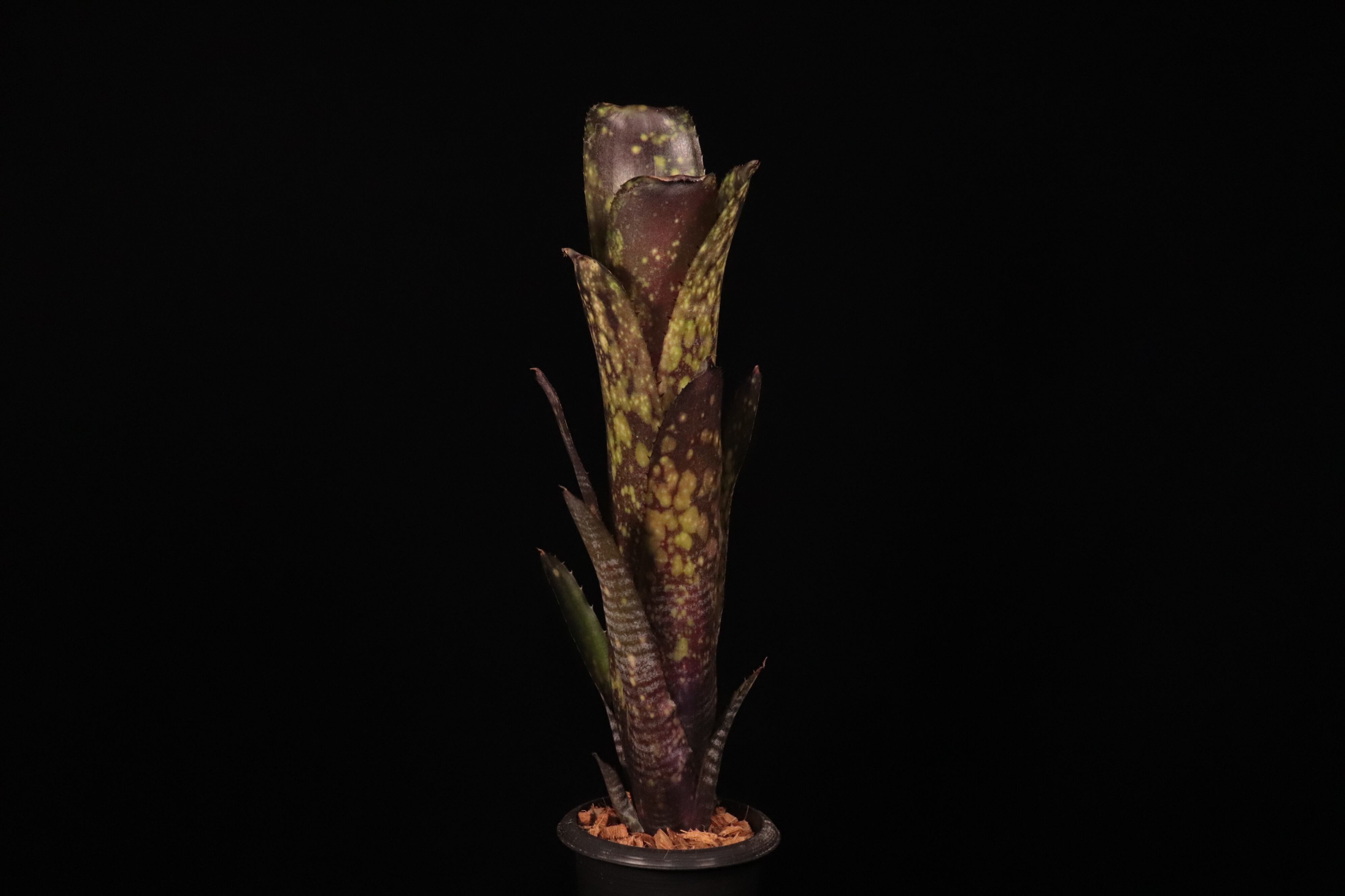 Billbergia 'Talbot Dust'〔ビルベルギア〕B352 | plane plants
