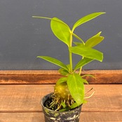 【新着3日限定10%OFF】【伊藤蟻】ヒドノフィツム　モセレヤナム【1044】