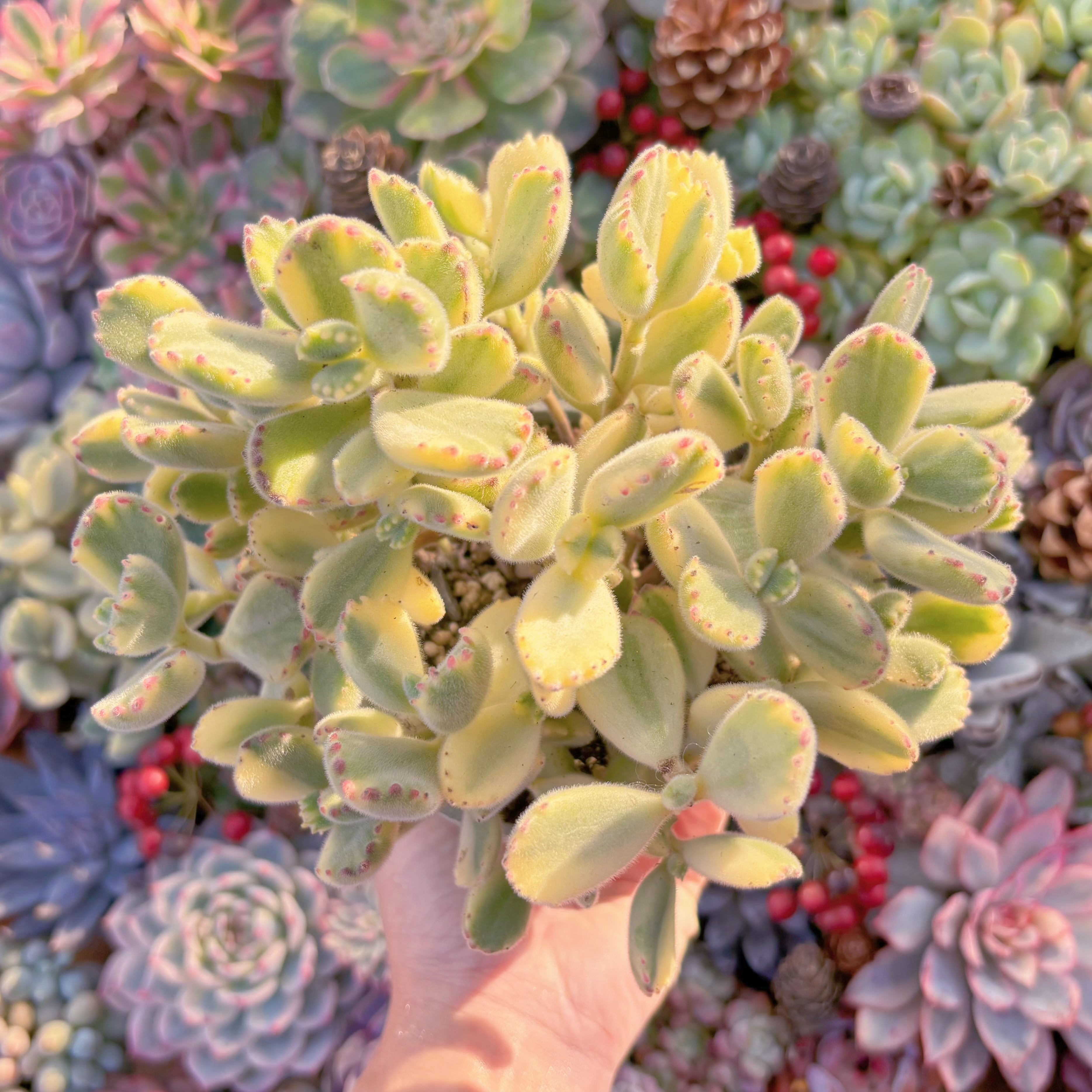 現品　白熊#579　特大群生　るる農園