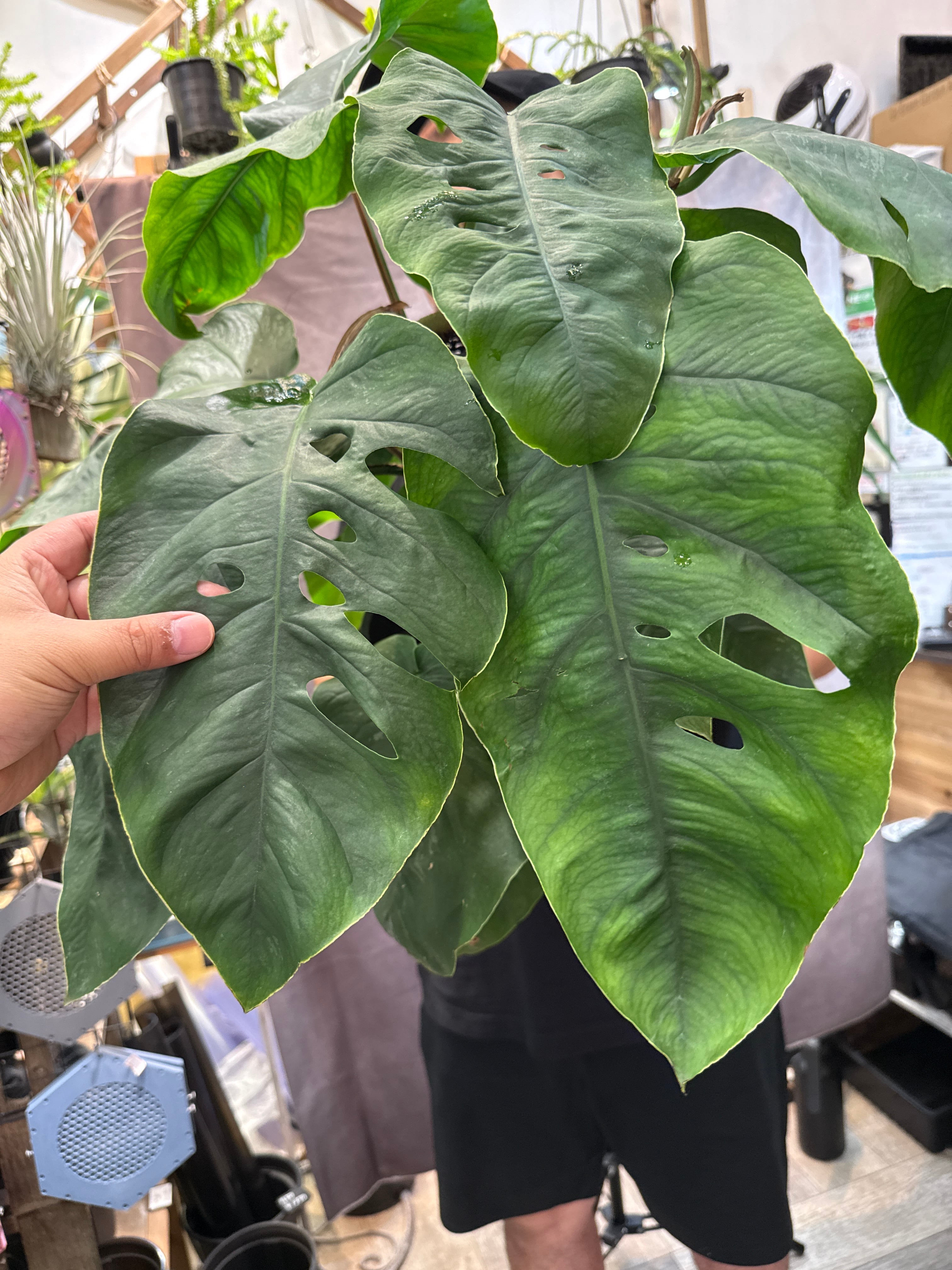 モンステラ デュビア 7号 | Gardenえん 【観葉熱帯植物】