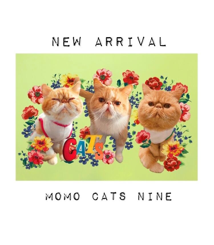 バックステージパス★王冠猫Tシャツ エキゾチックショートヘアー