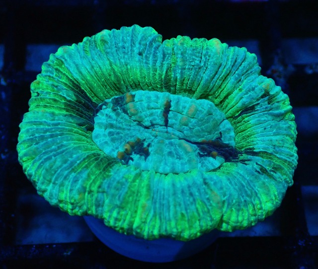 Trachyphyllia geoffroyi Premium 6