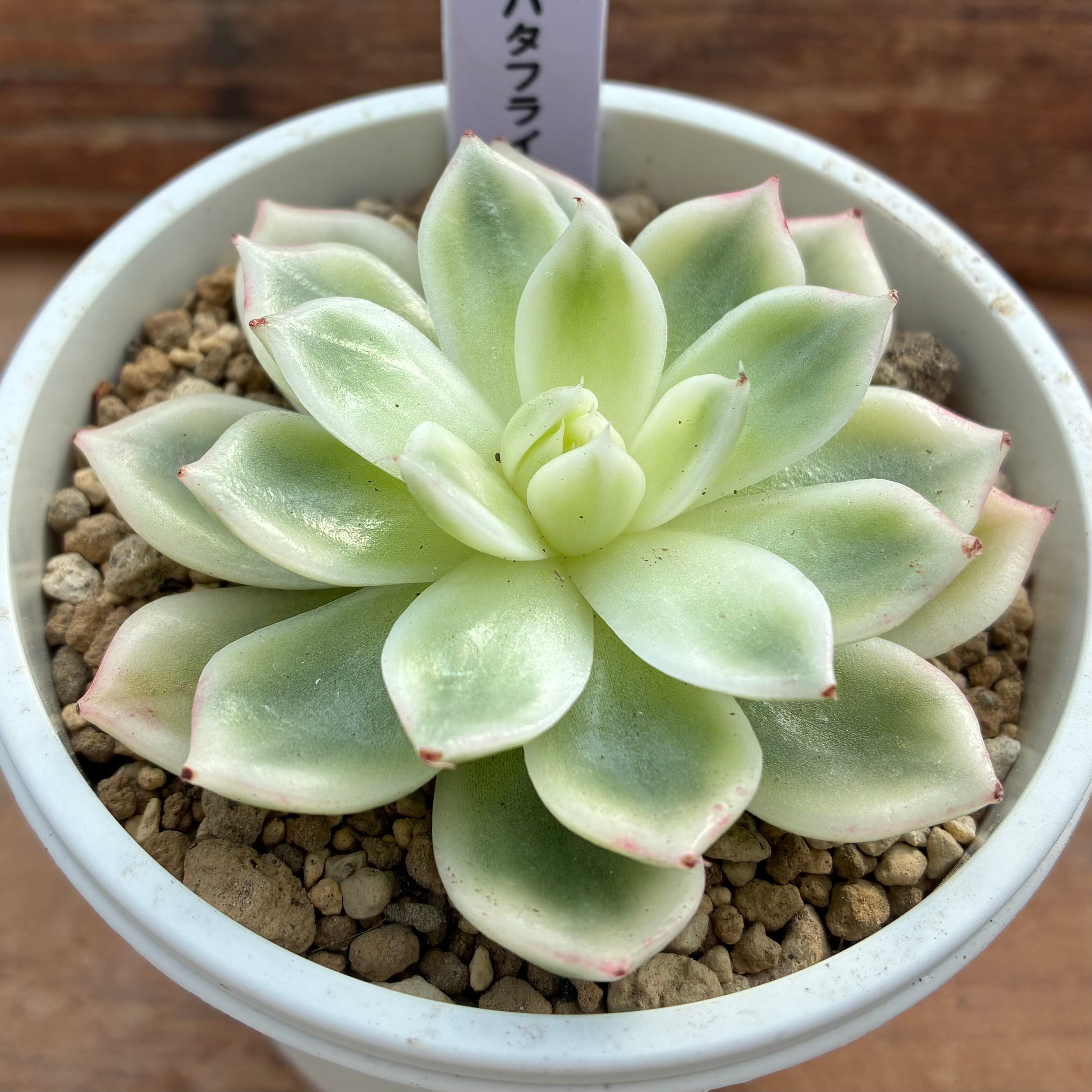 ハオルチア 桜水晶 (微発根)⑧ | mocono_plants