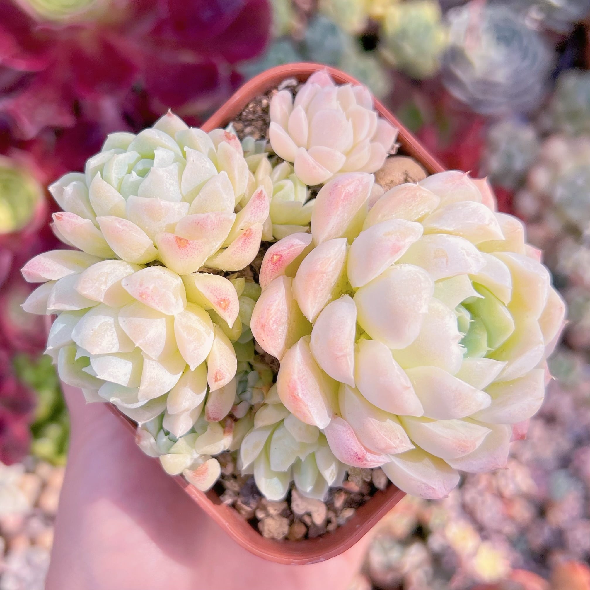 現品　ヒューミリス#C25　群生　るる農園