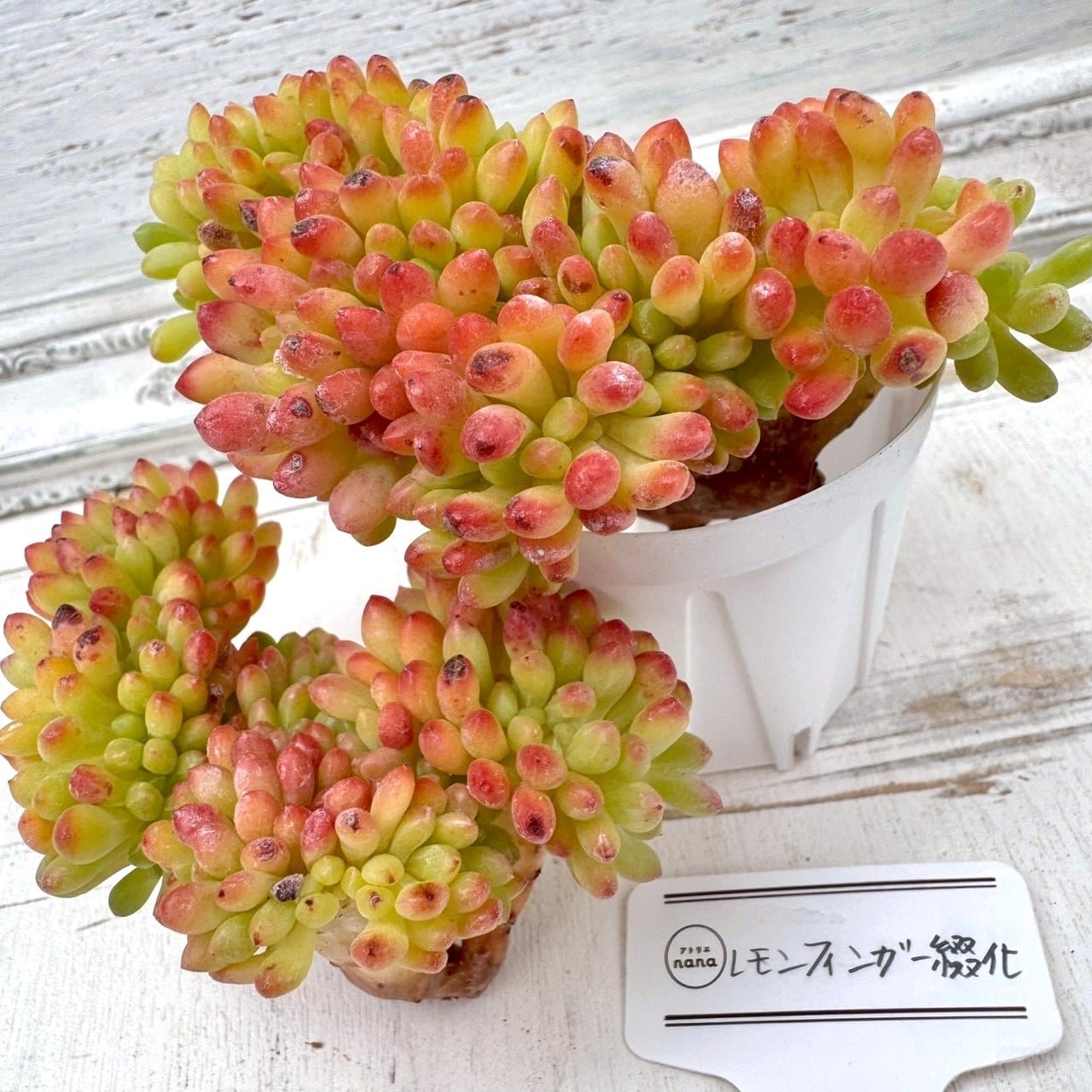 輸入苗】パーフェクトフェアリー｜群生｜多肉植物,寄せ植え,おしゃれ