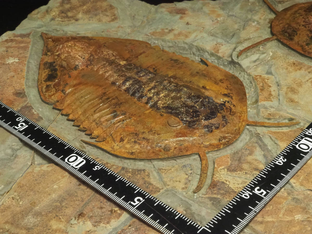 三葉虫モロッコ①ホラドプスhollardops Burtandmimiae 三葉虫モロッコ①ホラドプスhollardops Burtandmimiae (巣穴