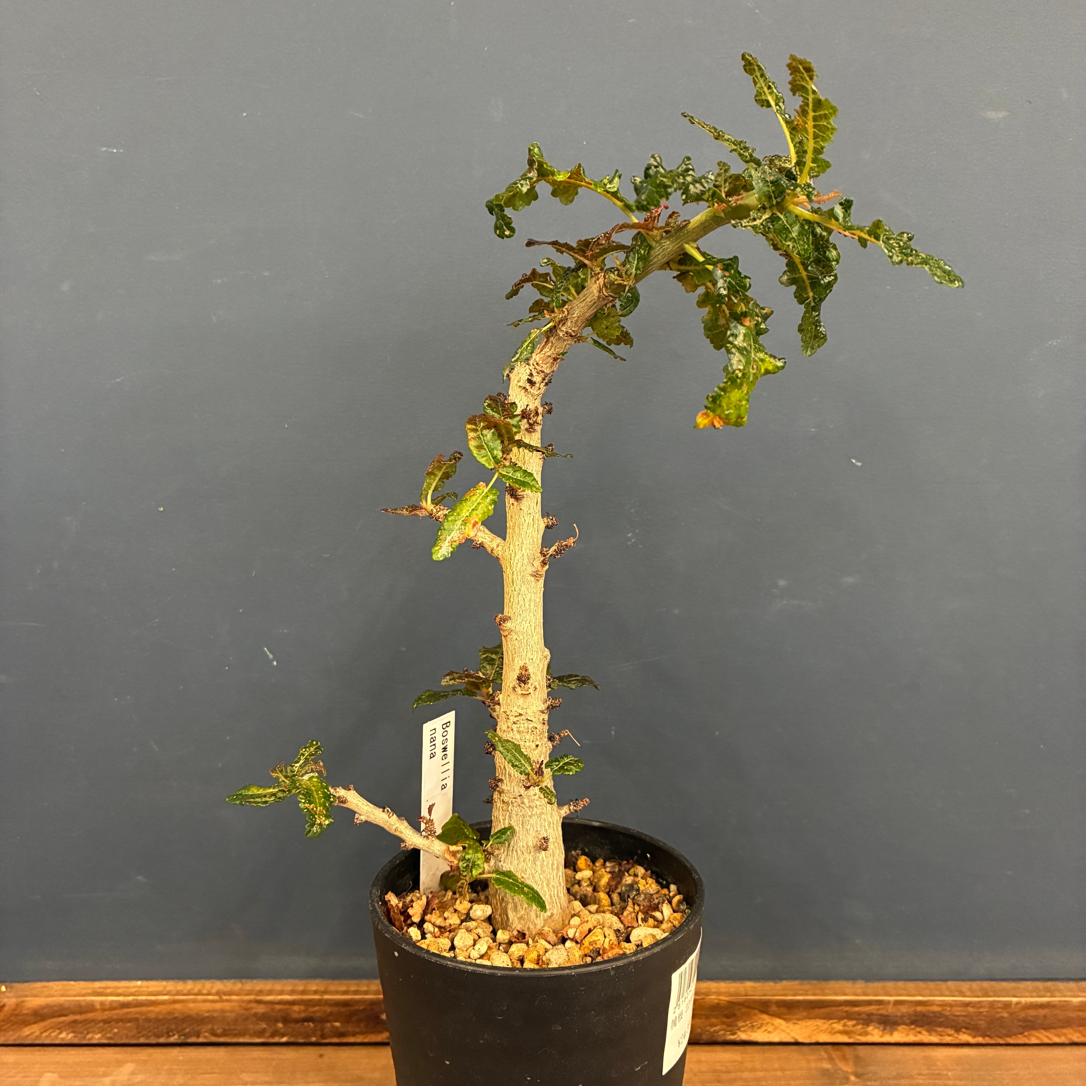 1万円以上10%OFFクーポン対象】ボスウェリア ナナ【925】 | PROTOLEAF