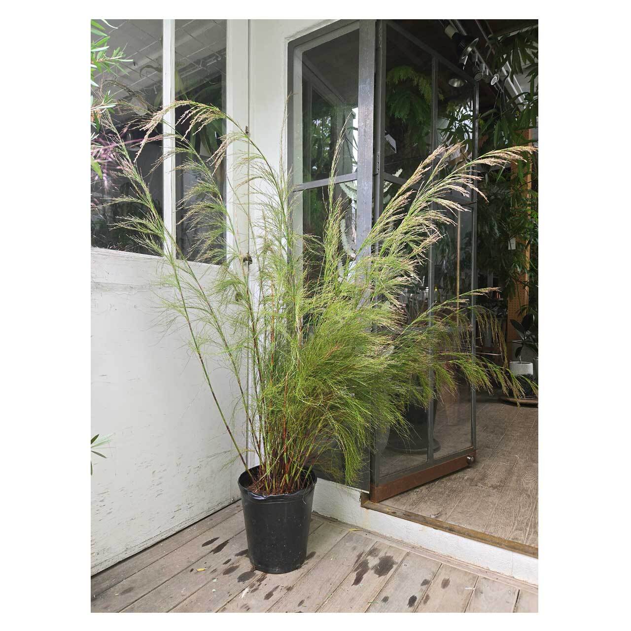 Rhodocoma capensis | Seeding