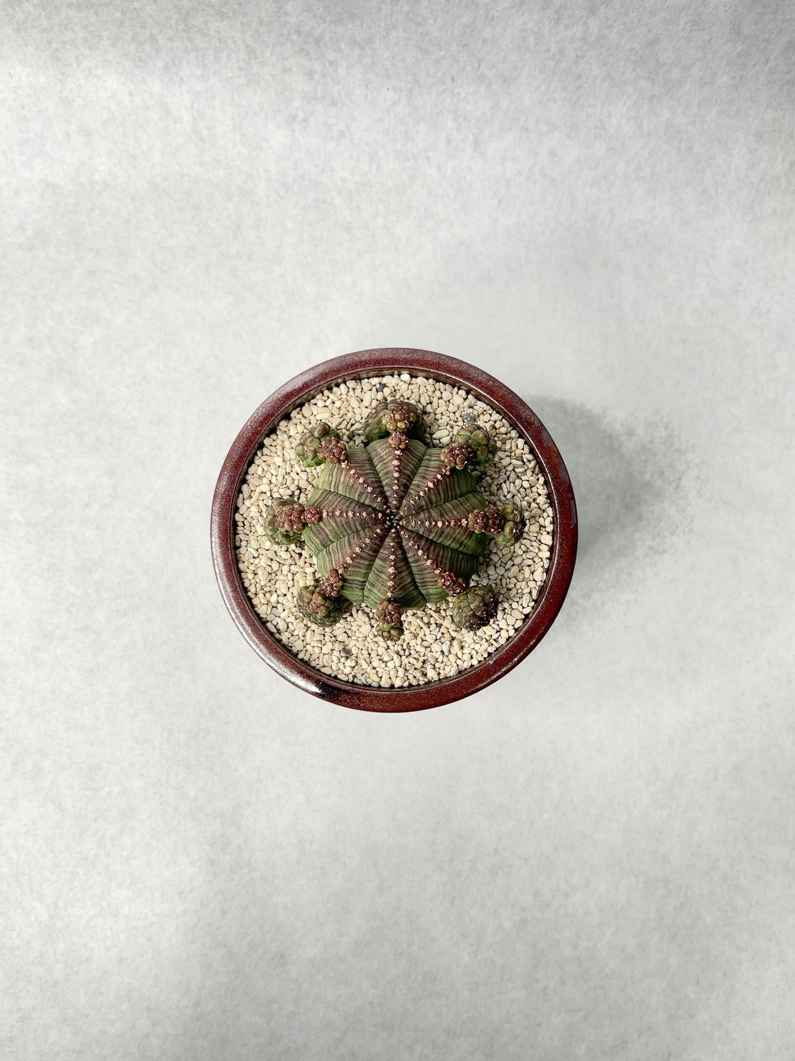 ユーフォルビア・子吹きシンメトリカ | trigger