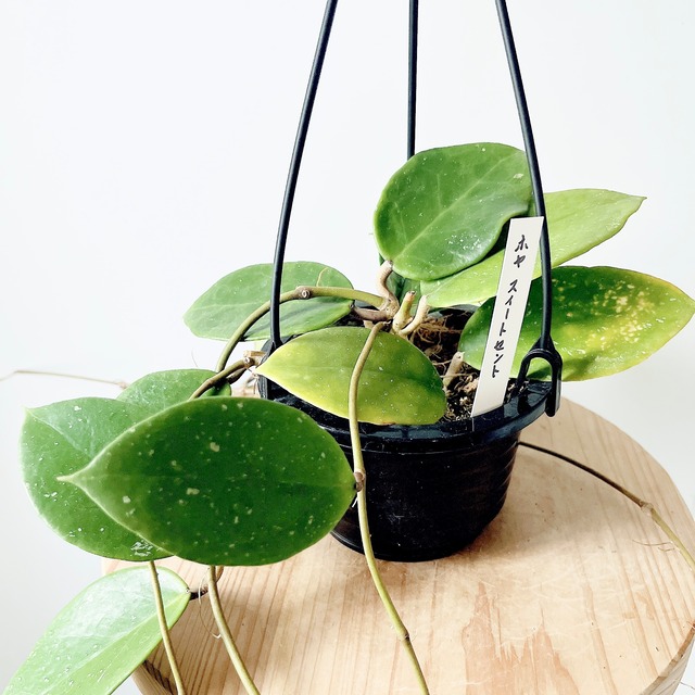 《希少》ホヤ スイートセント ハンギング 観葉植物 calm cafe