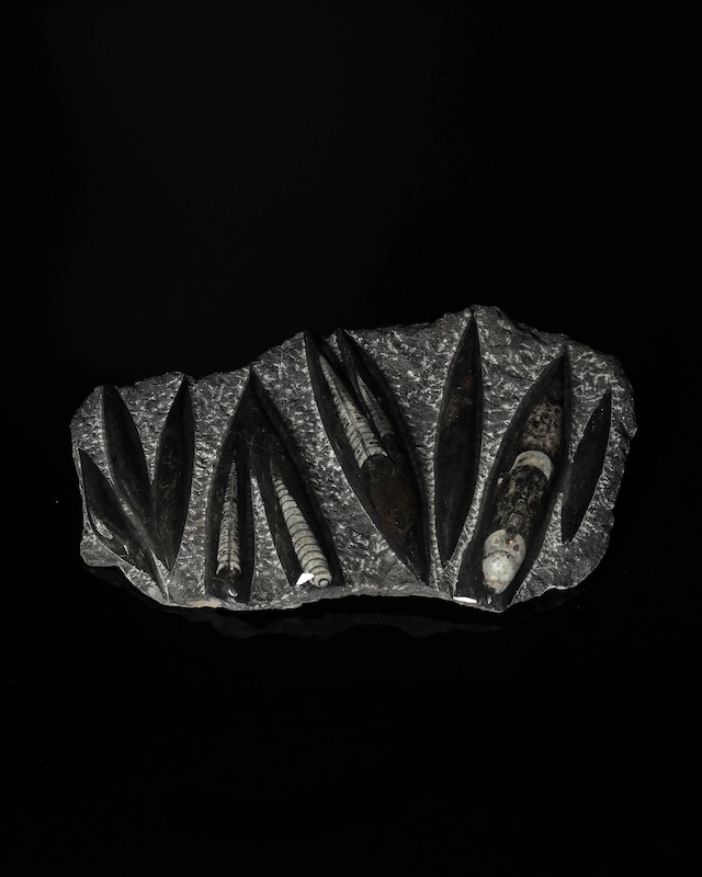 Fossils / Orthoceras Fossils Plate Object - 1