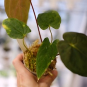 パピリラミナム(FS)×アンスリウム エース オブ スペード(AOS)⑦/ Papillilaminum ‘Fort Sherman' × Anthurium Ace of spades / 観葉植物