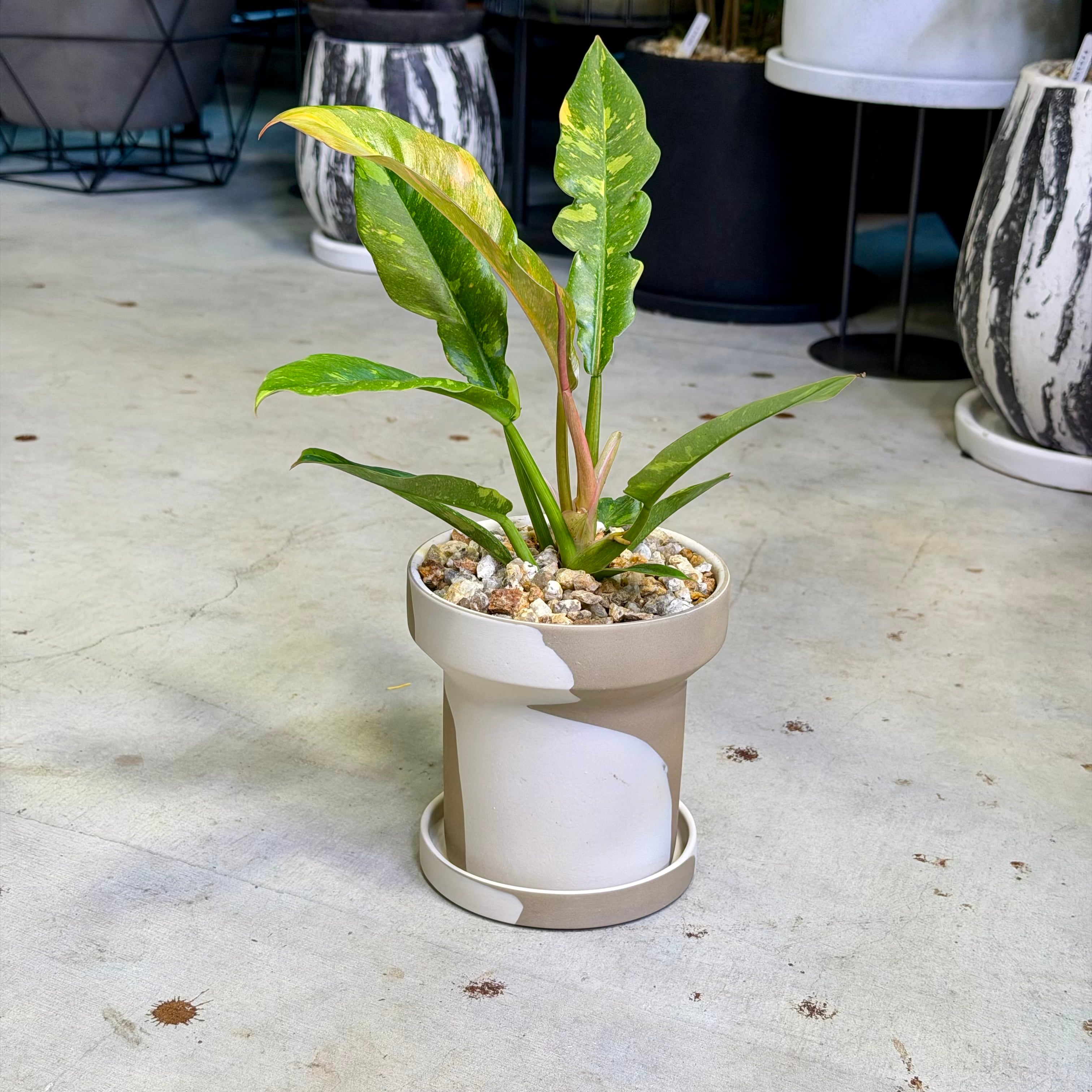 フィロデンドロン・リングオブファイアー | barrelplants_BONSAI