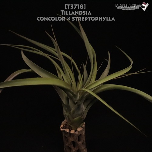 【送料無料】concolor × streptophylla〔エアプランツ〕現品発送T3718