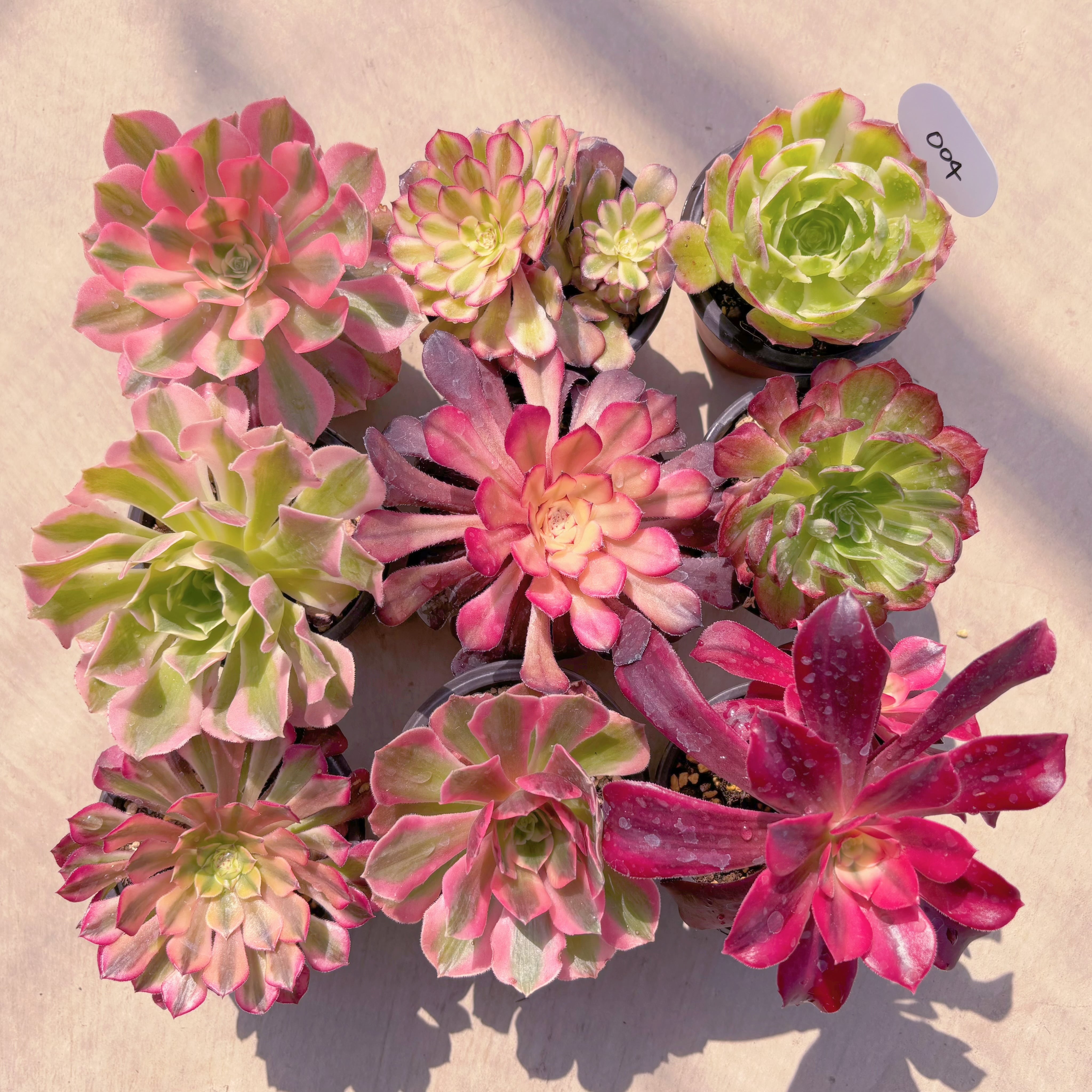 BASE販売会セット004(名無しMix)