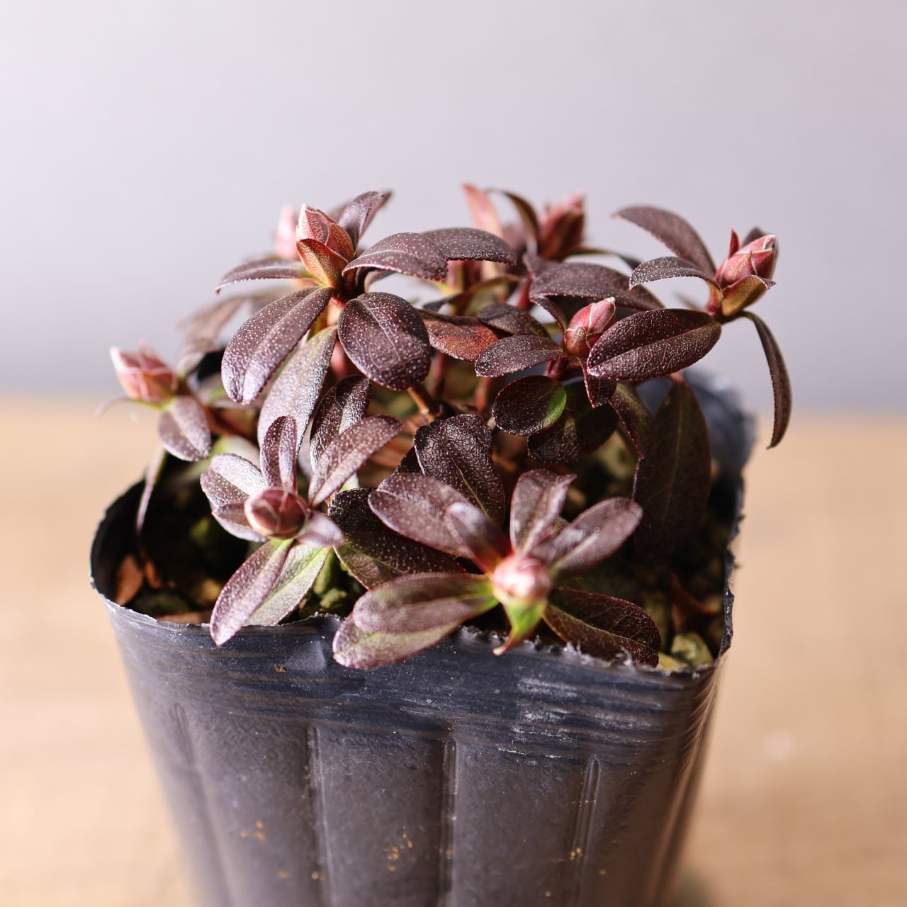 550『ミニシャクナゲ レン』山野草 【送料無料】 | MARX PLANTS | 観葉