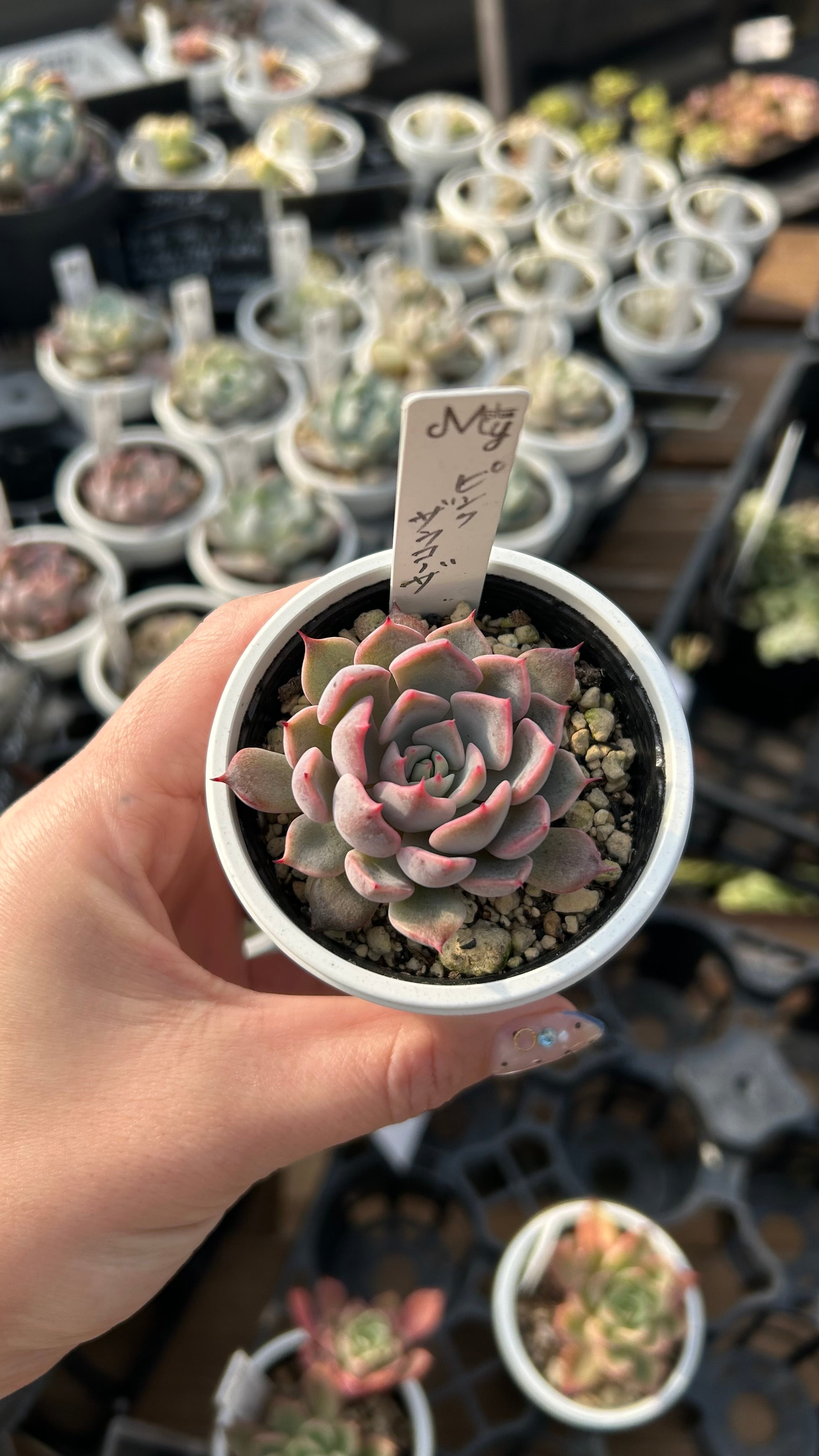 茜の塔錦 多肉植物 クラッスラ 安心の生産ポットそのまま販売（8個