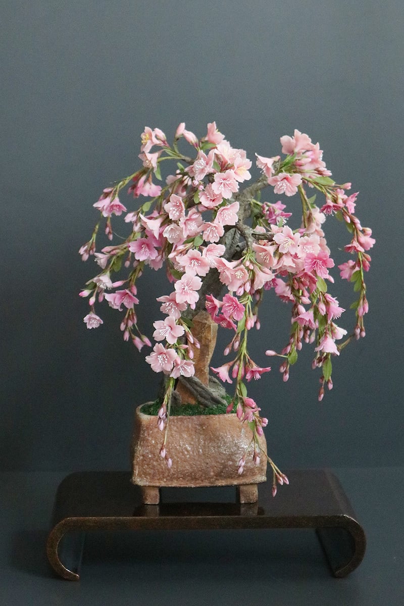 盆栽 枝垂れ桜 Cherry Tree Bonsai #103 | Oh! BONSAI