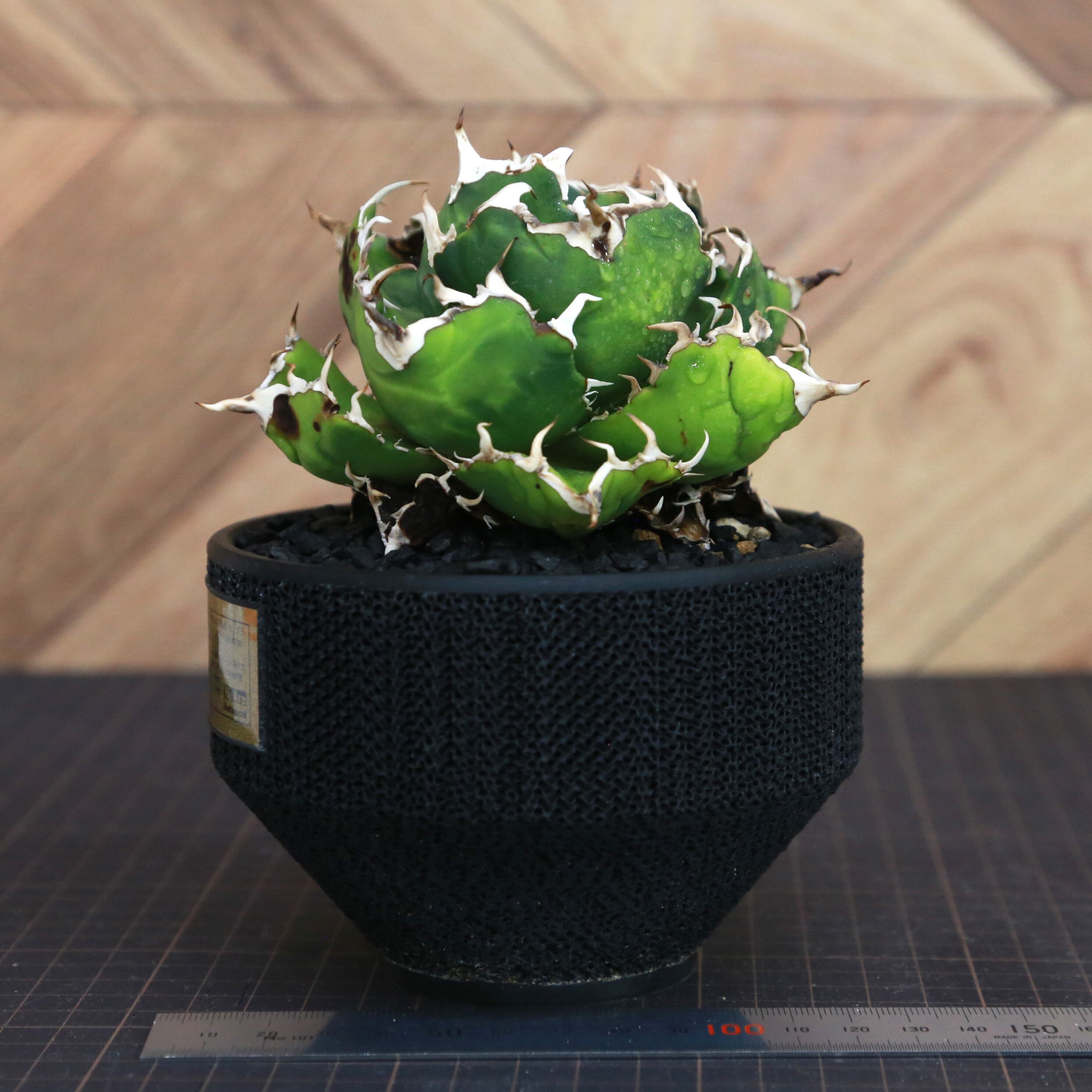 大幅値下げ！アガベ　白鯨　大株　コレクション株　鉢プレゼント Agave Titanota 白鯨 (White Whale) アガベ チタノタ / 中株(4号