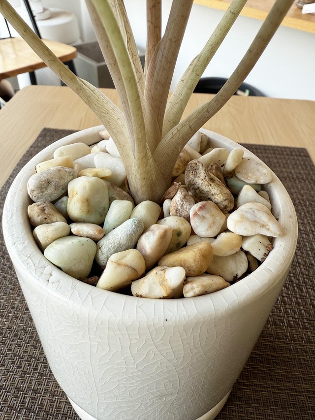 アロカシア・バンビーノ