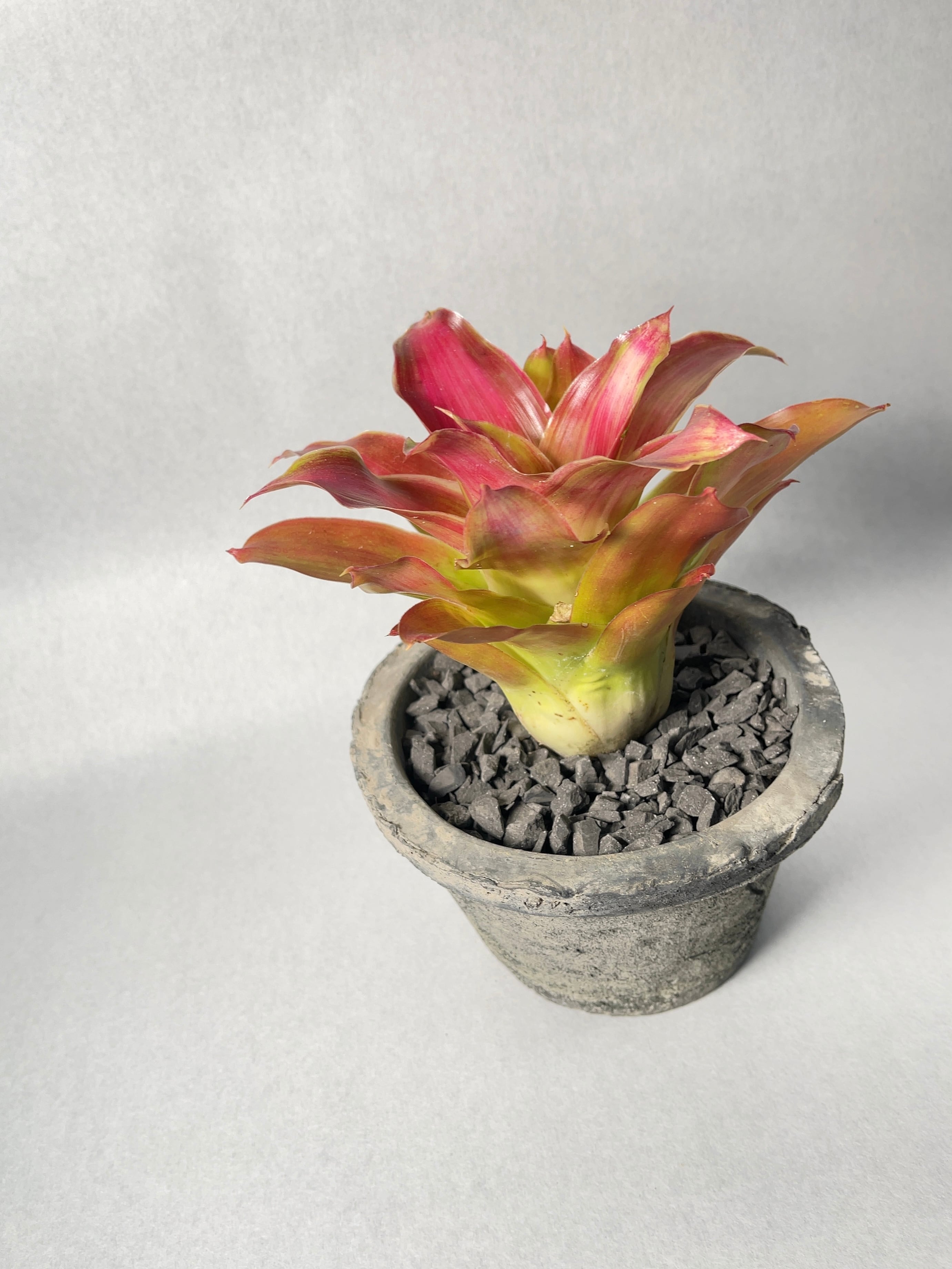 現品) ネオレゲリア 'ギズモ' (No.62647) (観葉植物