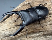 【WF2】《イキヒラタクワガタ 74mm ペア》