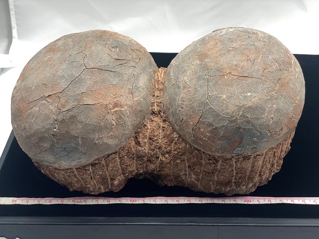 恐竜の卵の化石（レプリカ）